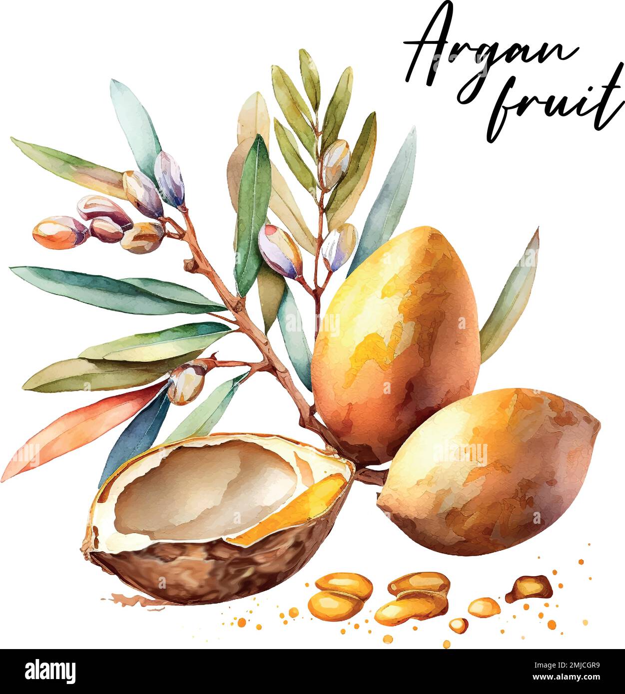 Branche de l'argan, peut être utilisé comme élément de conception pour la décoration de produits cosmétiques ou alimentaires utilisant l'huile d'argan. Sketc aquarelle dessinés à la main Illustration de Vecteur