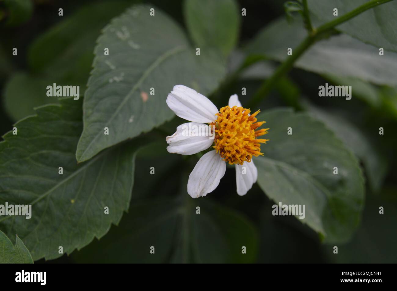 Biden pilosa fleur avec fond vert. Les populations indonésiennes locales l'appellent généralement Keul. Fleur d'aiguille espagnole. Plantes nutritives. Banque D'Images