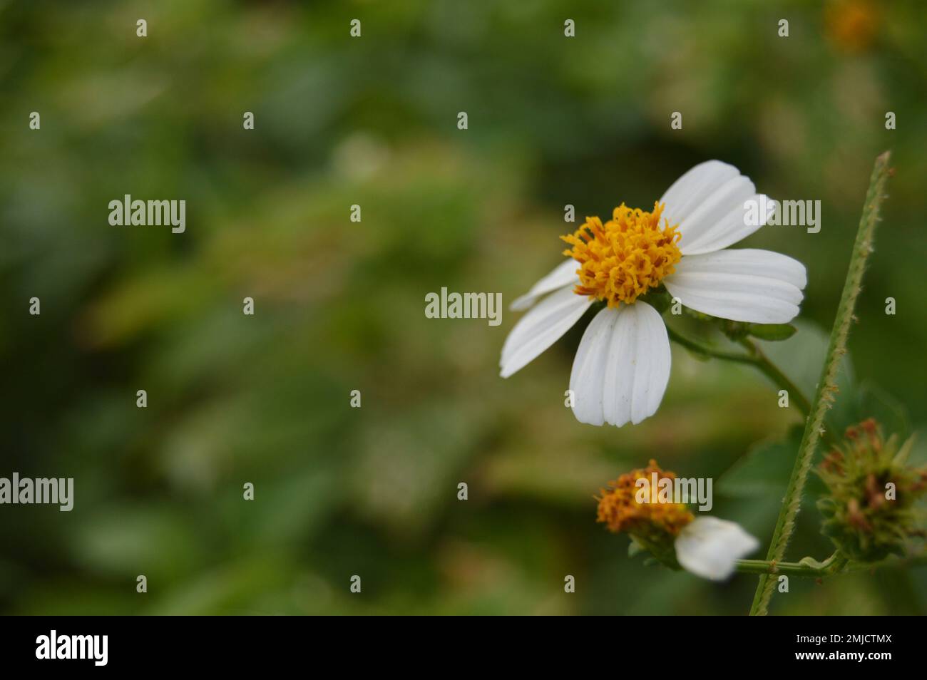 Biden pilosa fleur avec fond bokeh. Les populations indonésiennes locales l'appellent généralement Keul. Fleur d'aiguille espagnole. Banque D'Images