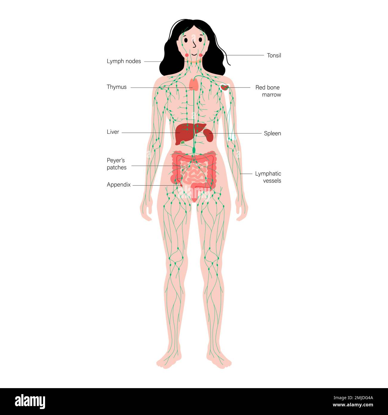 Système lymphatique et organes, illustration Banque D'Images