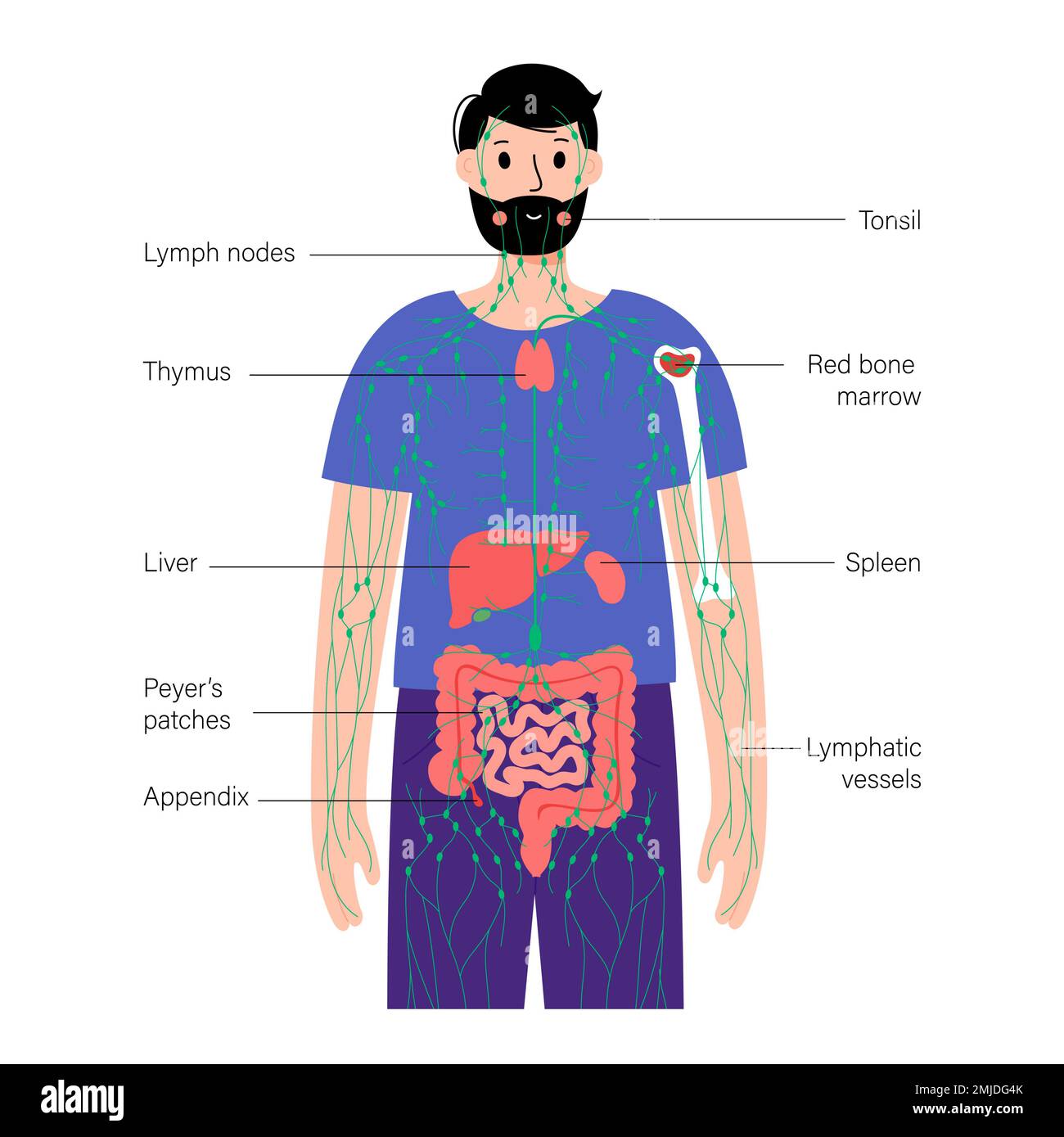 Système lymphatique et organes, illustration Banque D'Images