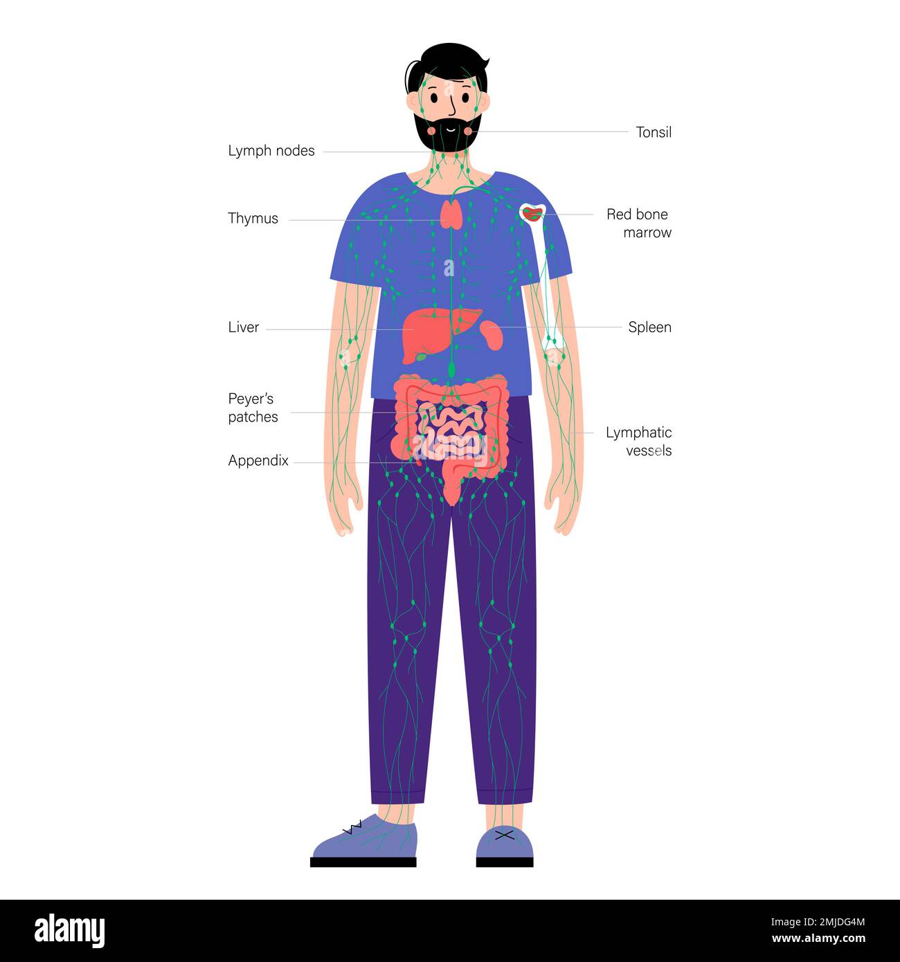 Système lymphatique et organes, illustration Banque D'Images