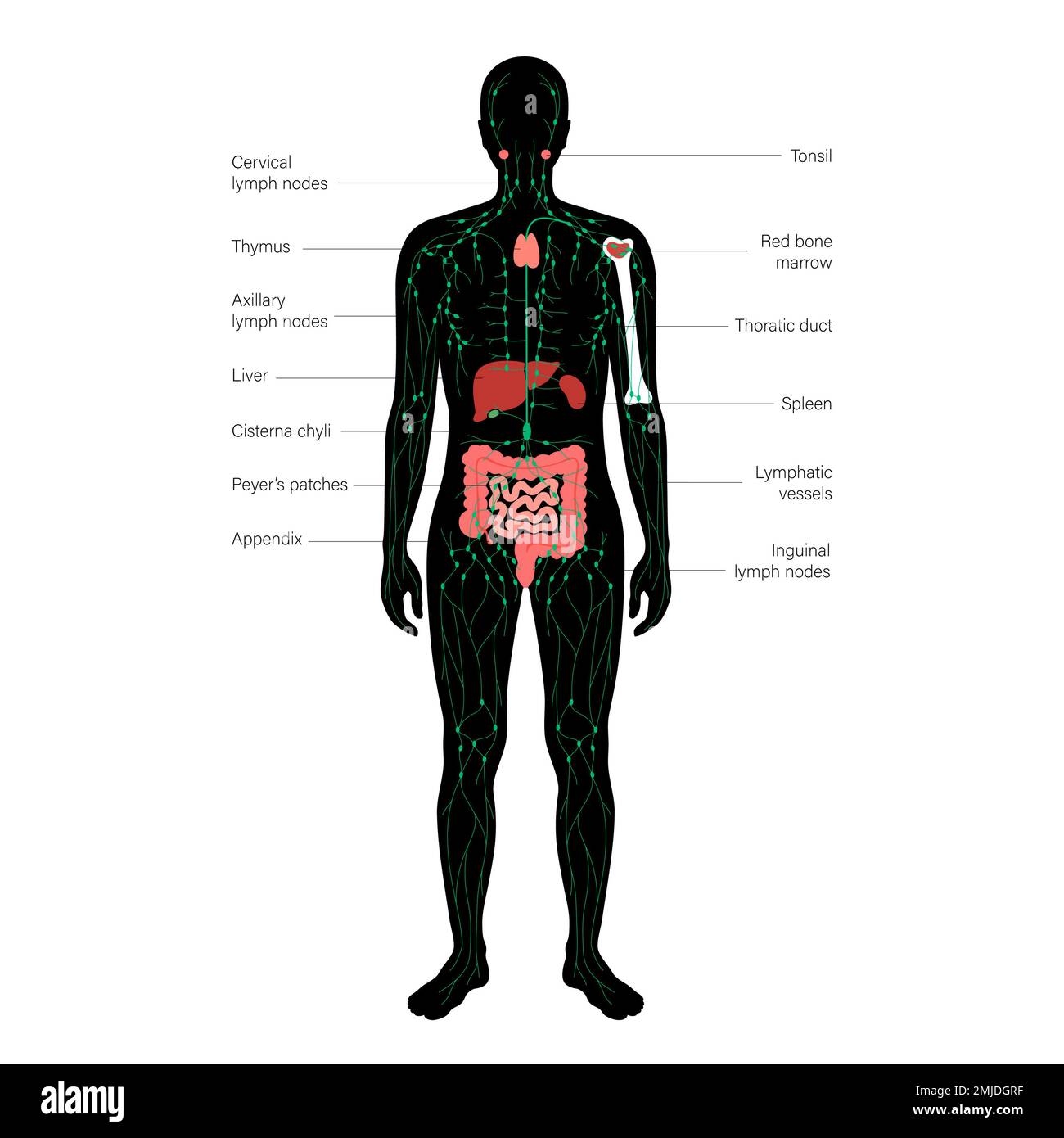 Système lymphatique, illustration Banque D'Images