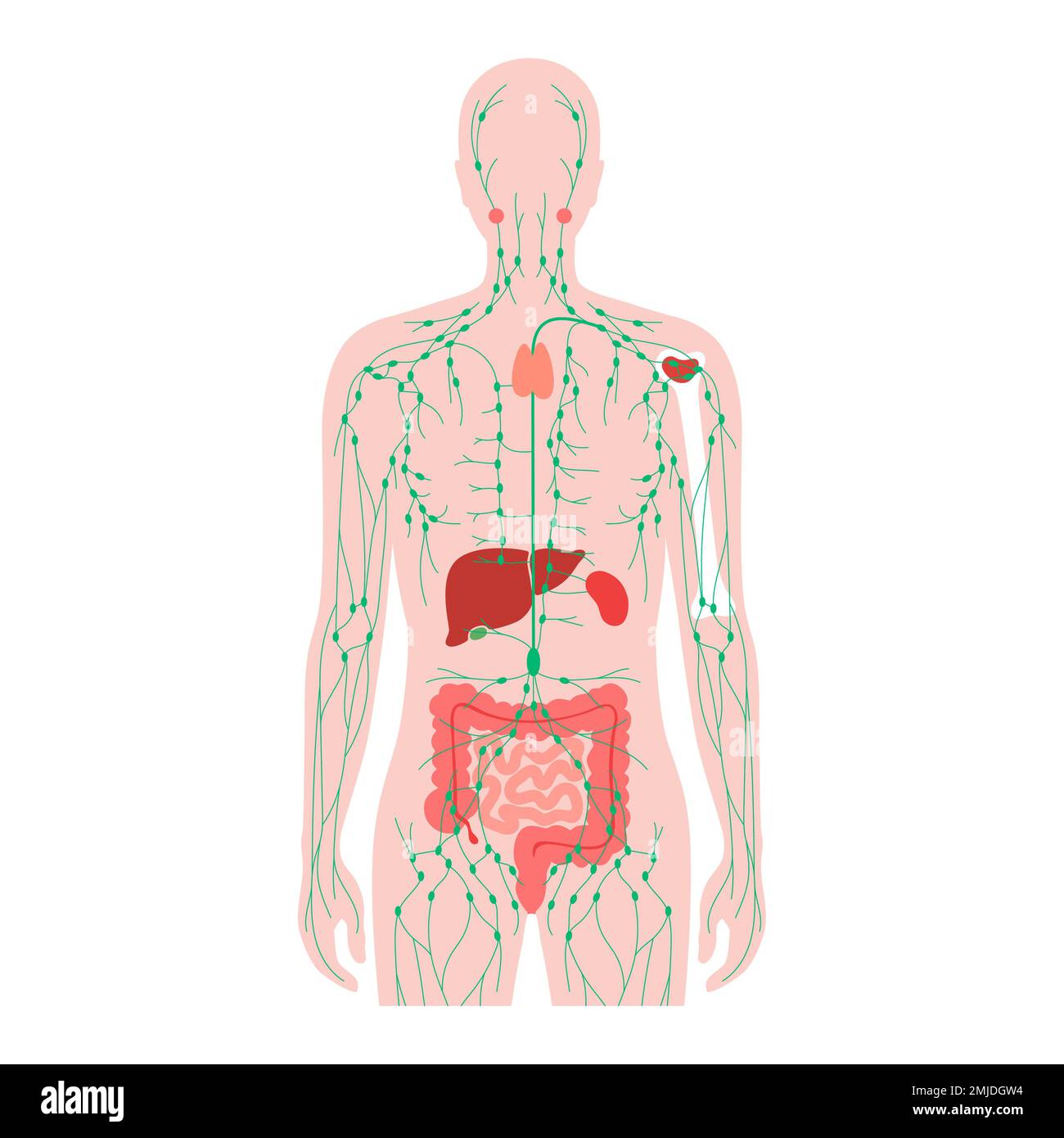 Système lymphatique et organes, illustration Banque D'Images