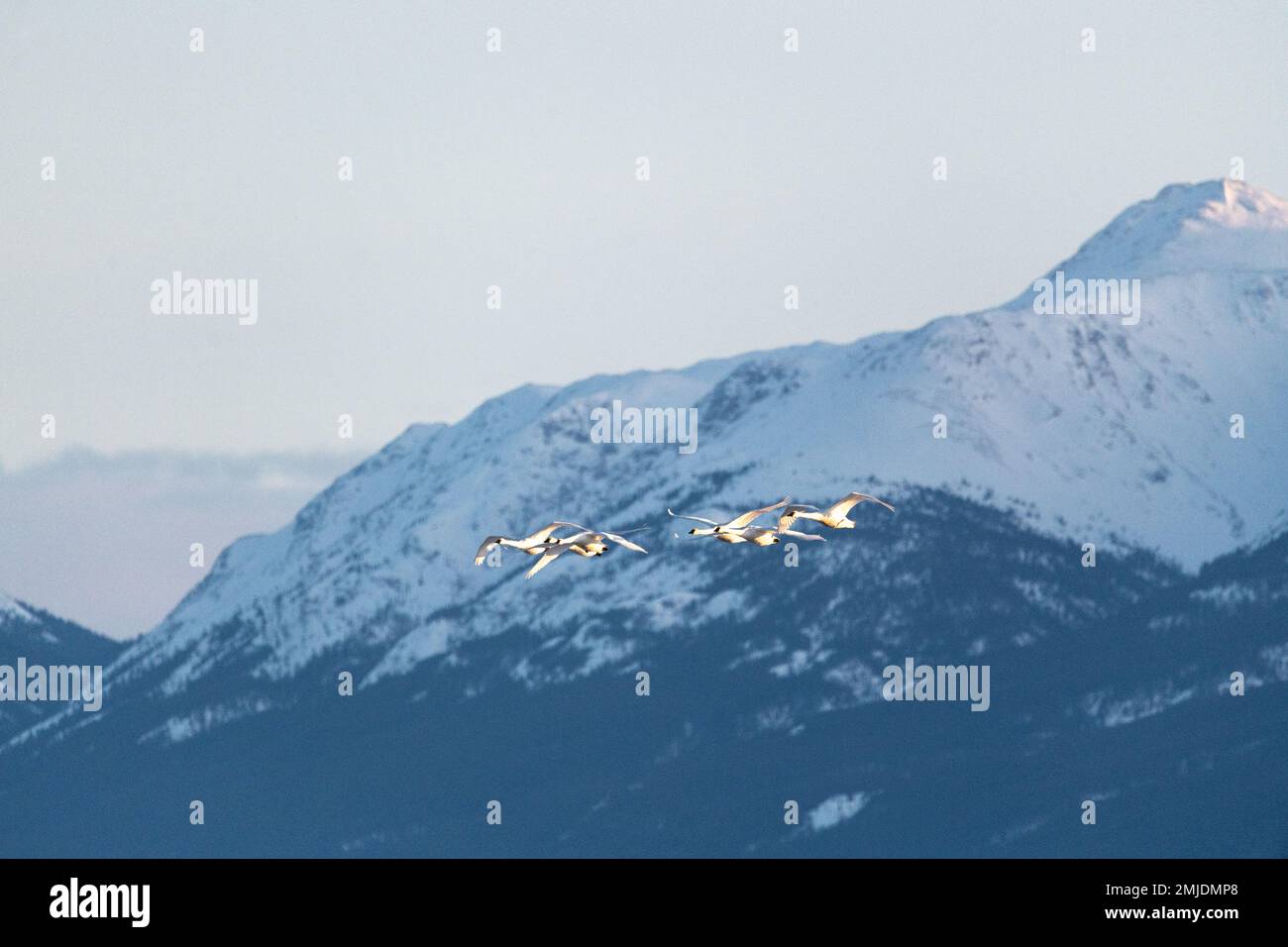 Cygnes trompettiste et toundra migrateurs vus au printemps lors de leur vol vers le nord de l'arctique, la mer de Béring, en Alaska. Prise au territoire du Yukon, CAN Banque D'Images