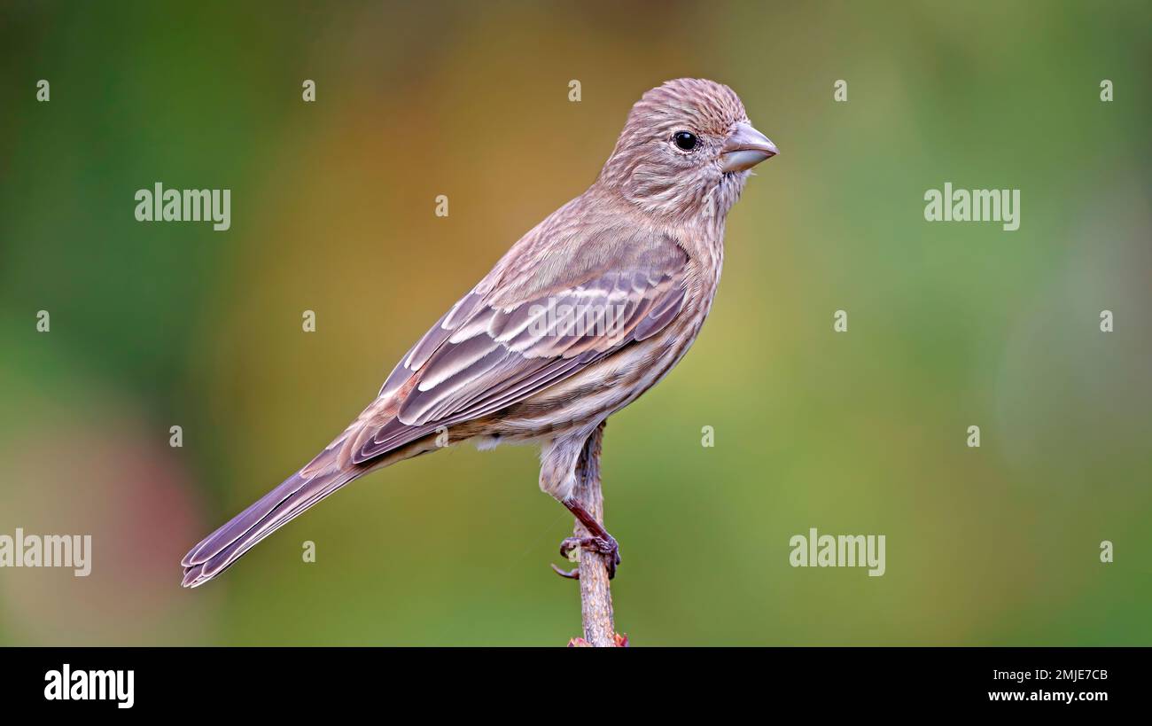 Belle femme Maison Finch gros plan et photo d'oiseau clair avec arrière-plan flou assis sur la branche de l'arbre brun vert orange jaune automne Banque D'Images