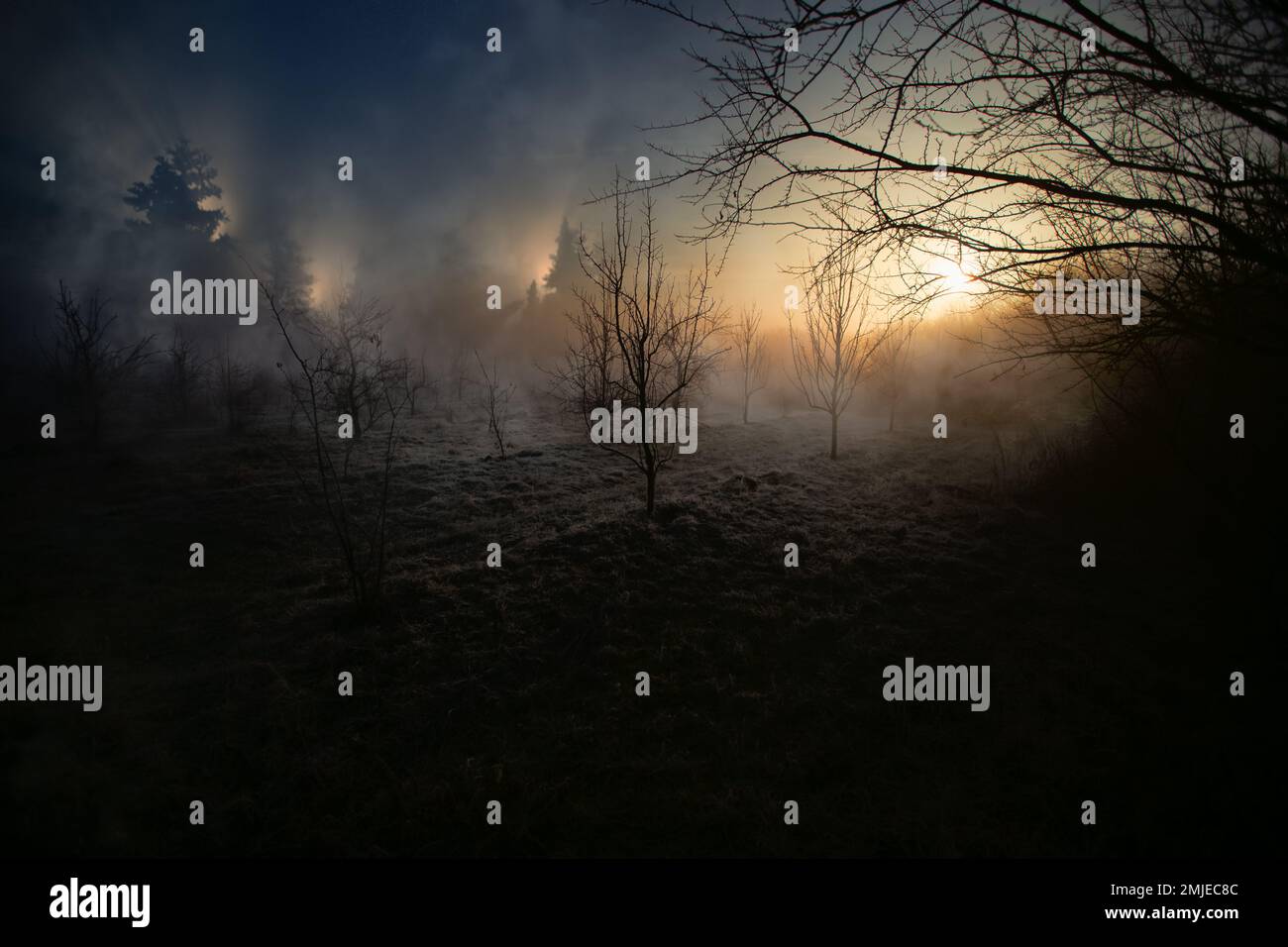 Lieu perdu. Abandonné, forêt au feu, brouillard sur le champ, fumée en arrière-plan. Photo de haute qualité Banque D'Images