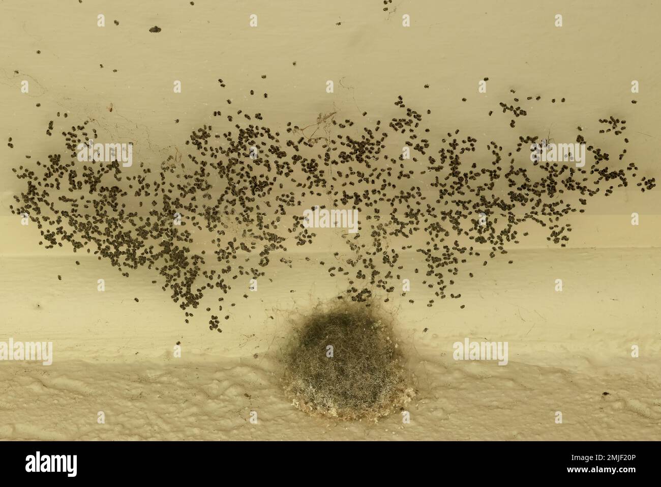 Œuf d'araignée australienne avec araignées pour bébés Banque D'Images
