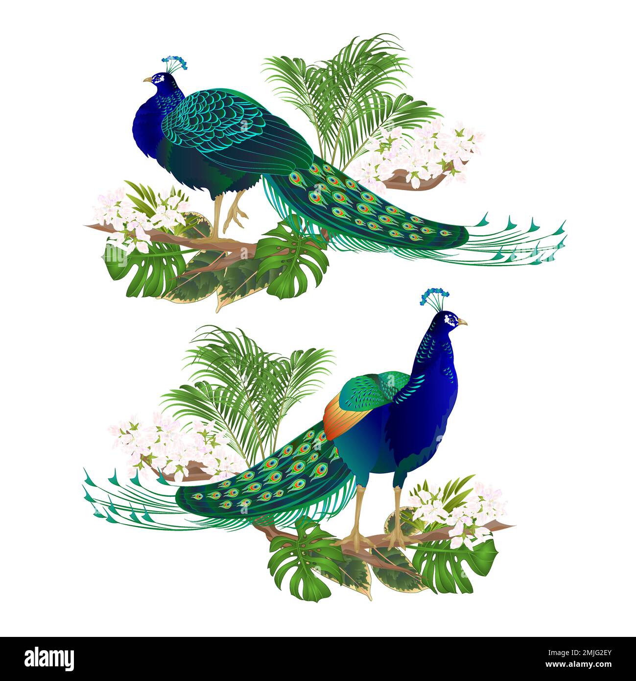 Paons beauté oiseaux exotiques fleurs naturelles et tropicales aquarelle sur fond blanc vintage illustration vectorielle modifiable main dessinée Illustration de Vecteur