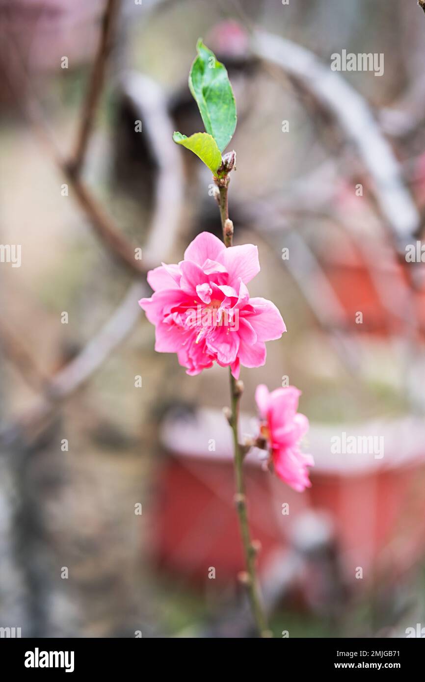 Symbole fleur de pêche du nouvel an lunaire. Gros plan d'une petite fleur rose dans le jardin. Banque D'Images