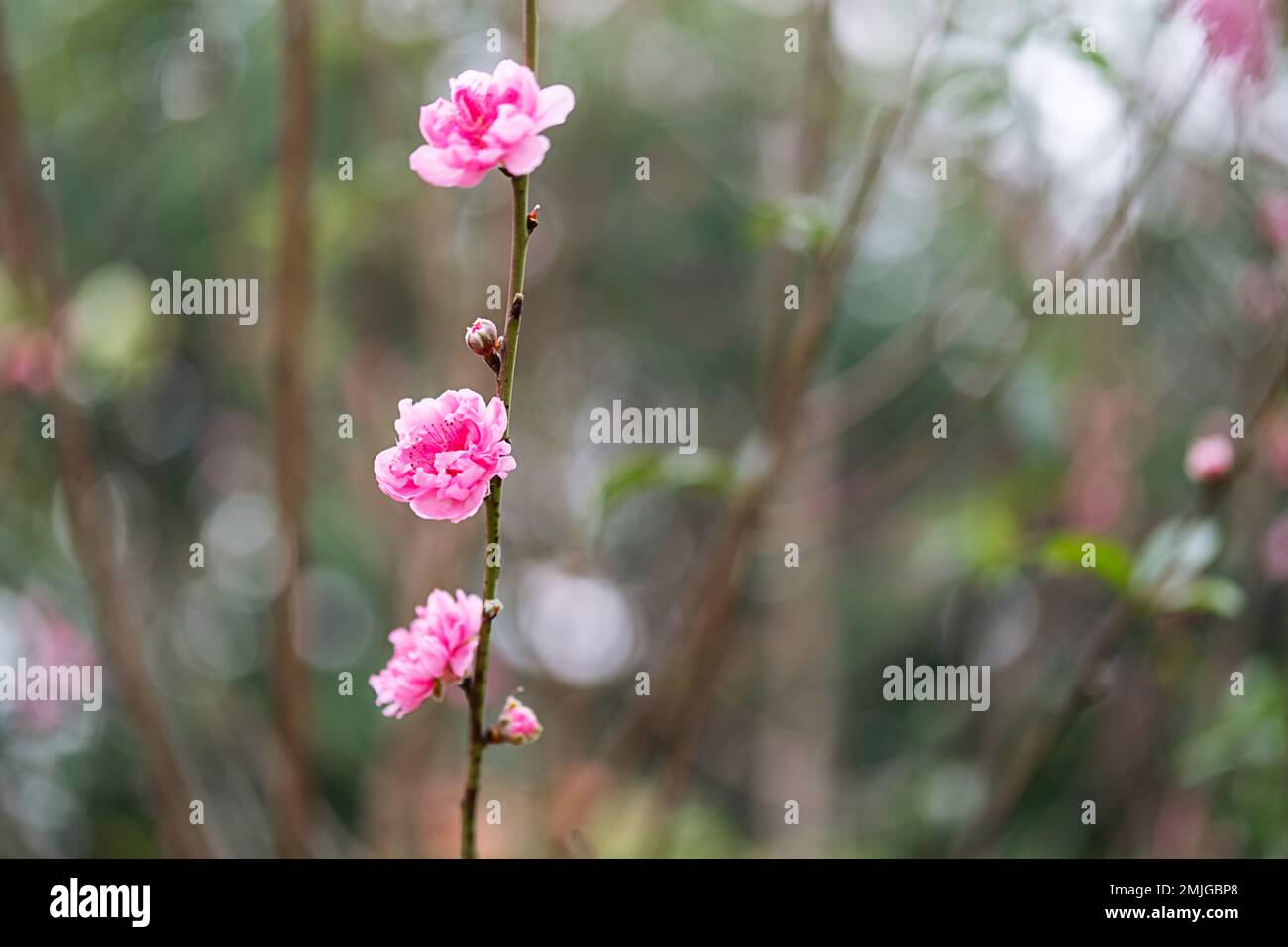 Symbole fleur de pêche du nouvel an lunaire. Gros plan d'une petite fleur rose dans le jardin. Banque D'Images