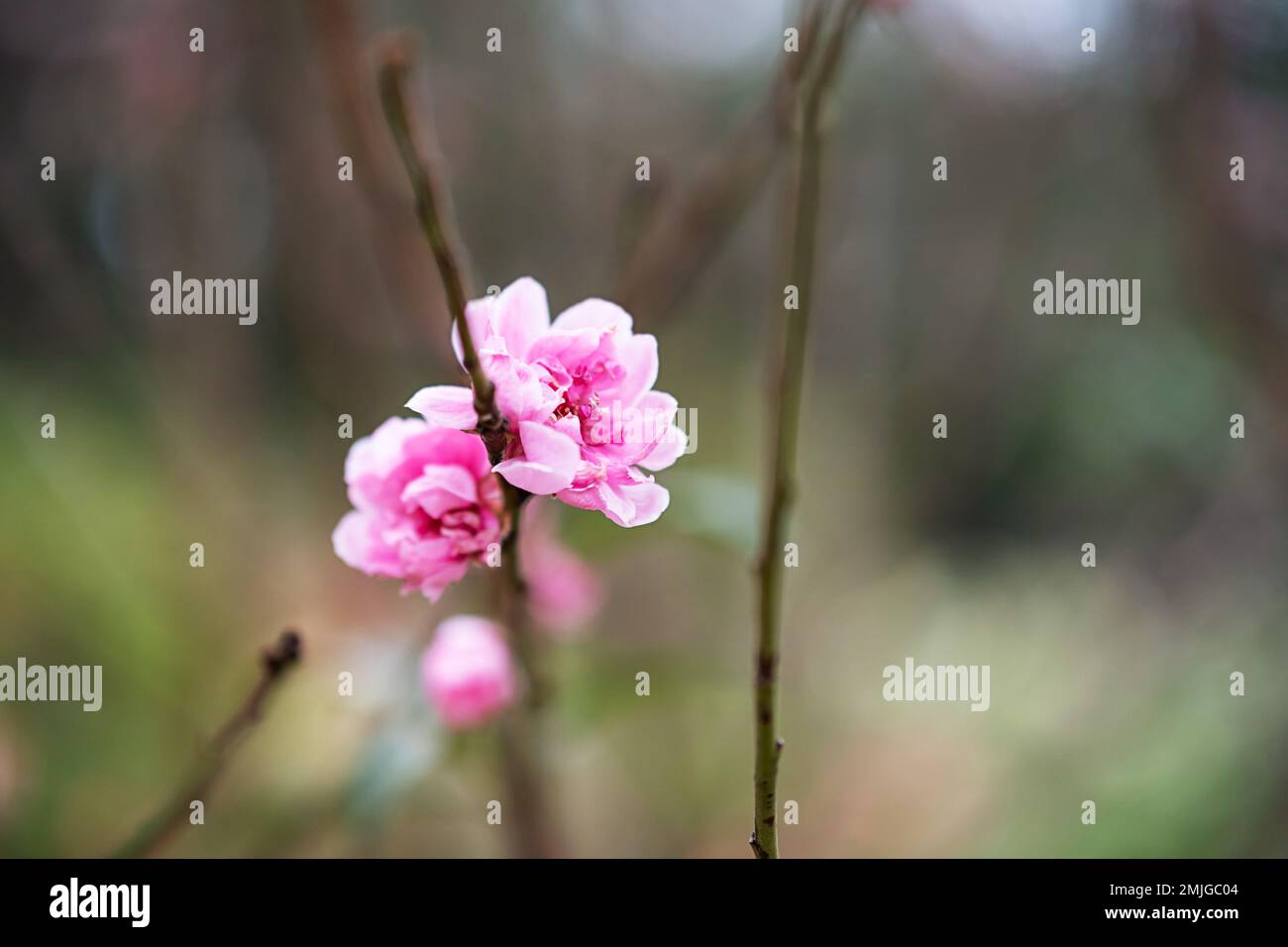 Symbole fleur de pêche du nouvel an lunaire. Gros plan d'une petite fleur rose dans le jardin. Banque D'Images