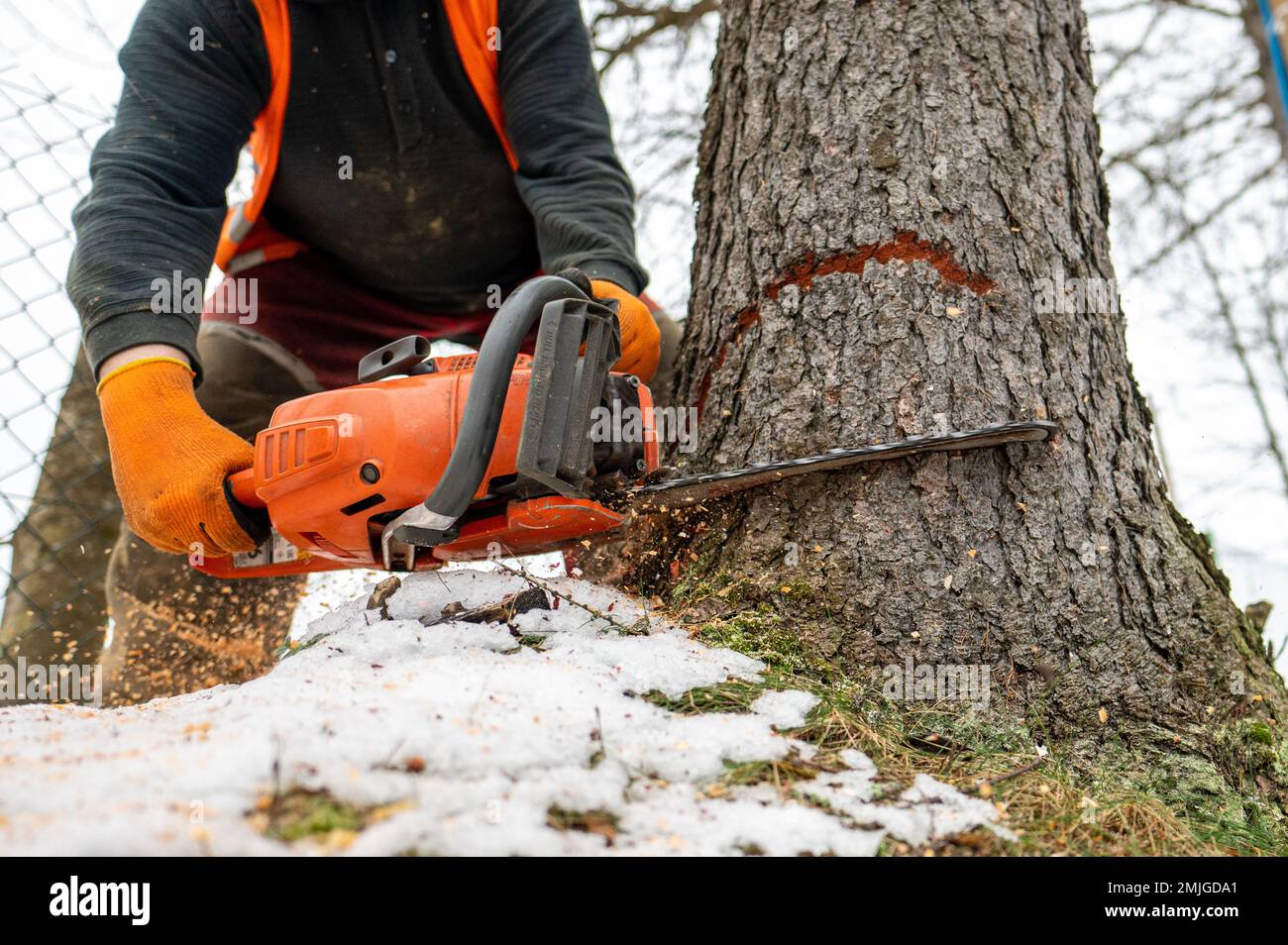 Un bûcheron professionnel qui coupe un arbre dangereux près d'une route publique. Pologne. Banque D'Images