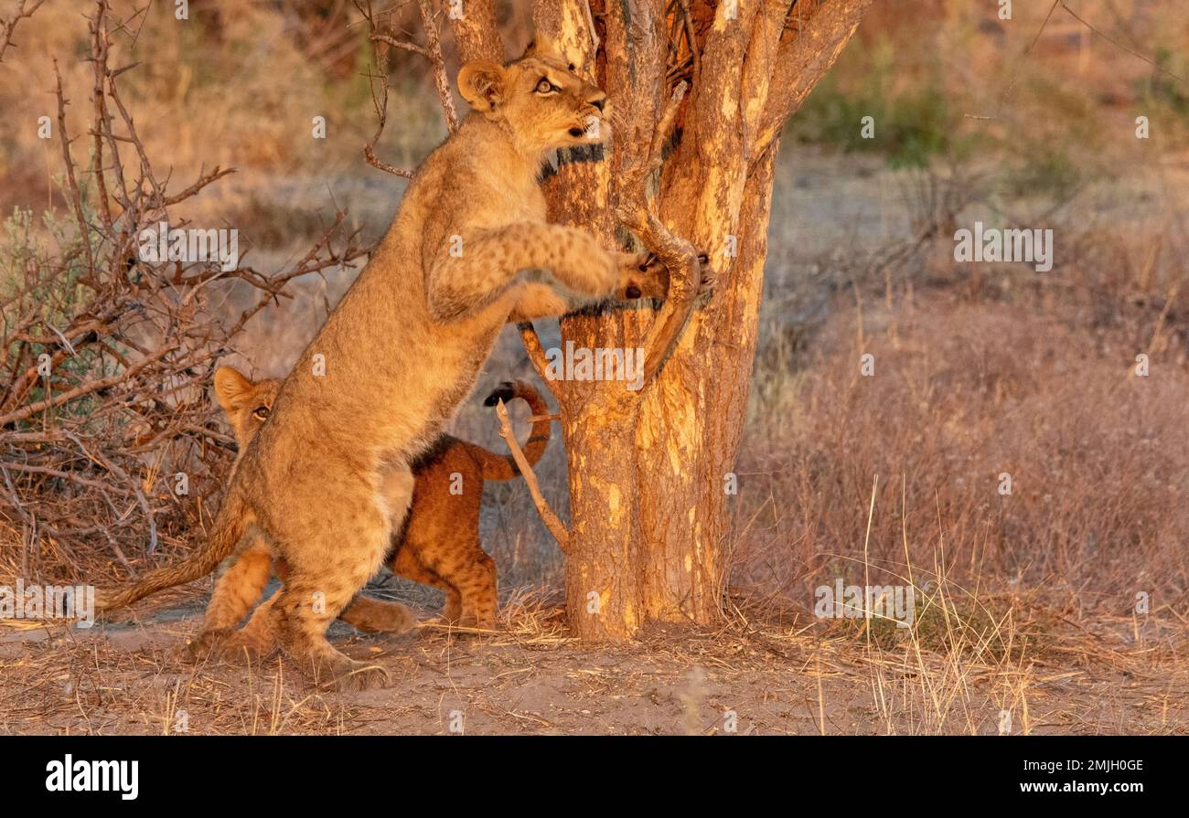 Deux lions juvéniles explorent un arbre sur la savane africaine Banque D'Images