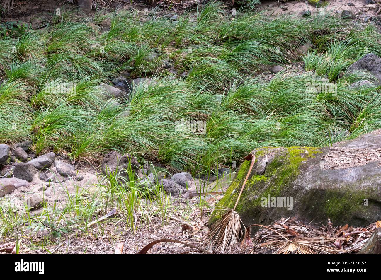 L'herbe de la rivière pousse le long d'un lit de ruisseau sec au parc national de Carnarvon, dans le Queensland, en Australie Banque D'Images