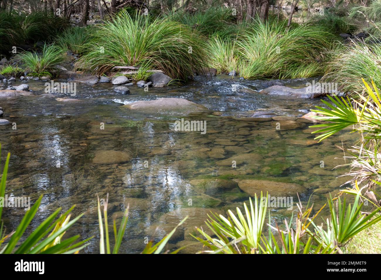 Belle eau claire qui coule dans un ruisseau bordé d'herbe au parc national de Carnarvon dans le Queensland, en Australie Banque D'Images