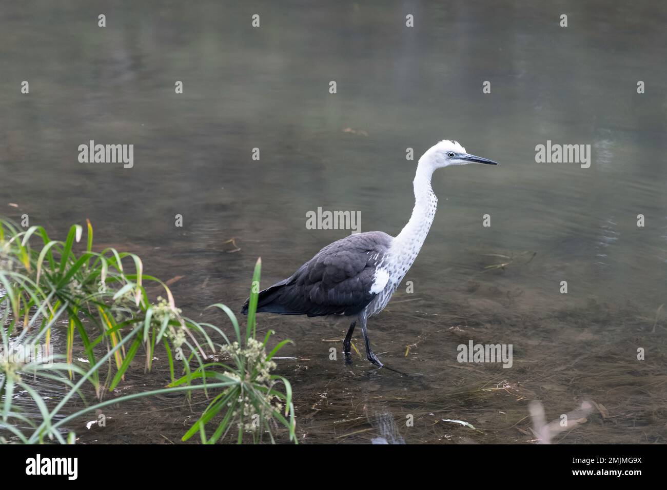 Héron à col blanc ou héron du Pacifique (Ardea pacifica) à la recherche d'un repas le long d'une crique au parc national de Carnarvon dans le Queensland, en Australie Banque D'Images