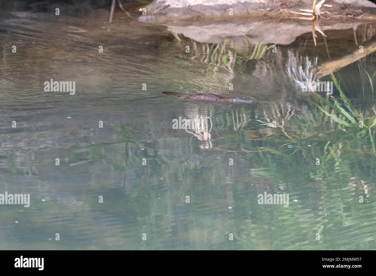 Créature normalement extrêmement timide et insaisissable, ce Platypus à bec de canard semblait tolérer ma présence essayer du photographier nager le long d'une crique Banque D'Images
