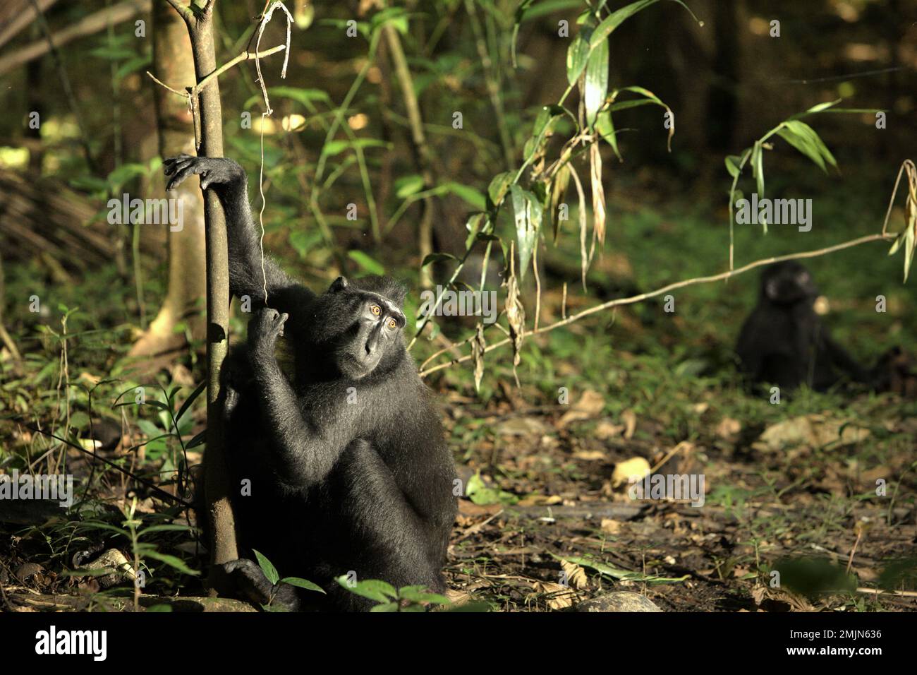 Portrait environnemental d'un macaque Sulawesi à crête noire (Macaca nigra) dans la réserve naturelle de Tangkoko, au nord de Sulawesi, en Indonésie. Les effets du changement climatique sur les espèces endémiques peuvent être observés sur les changements de comportement et de disponibilité alimentaire, qui influent sur leur taux de survie. « Comme les humains, les primates surchauffent et se déshydratent par une activité physique continue par temps extrêmement chaud », selon un scientifique, Brogan M. Stewart, dans son rapport publié en 2021 sur la conversation. « Dans un avenir plus chaud, ils devraient s'ajuster, se reposer et rester à l'ombre pendant les périodes les plus chaudes de la journée... Banque D'Images