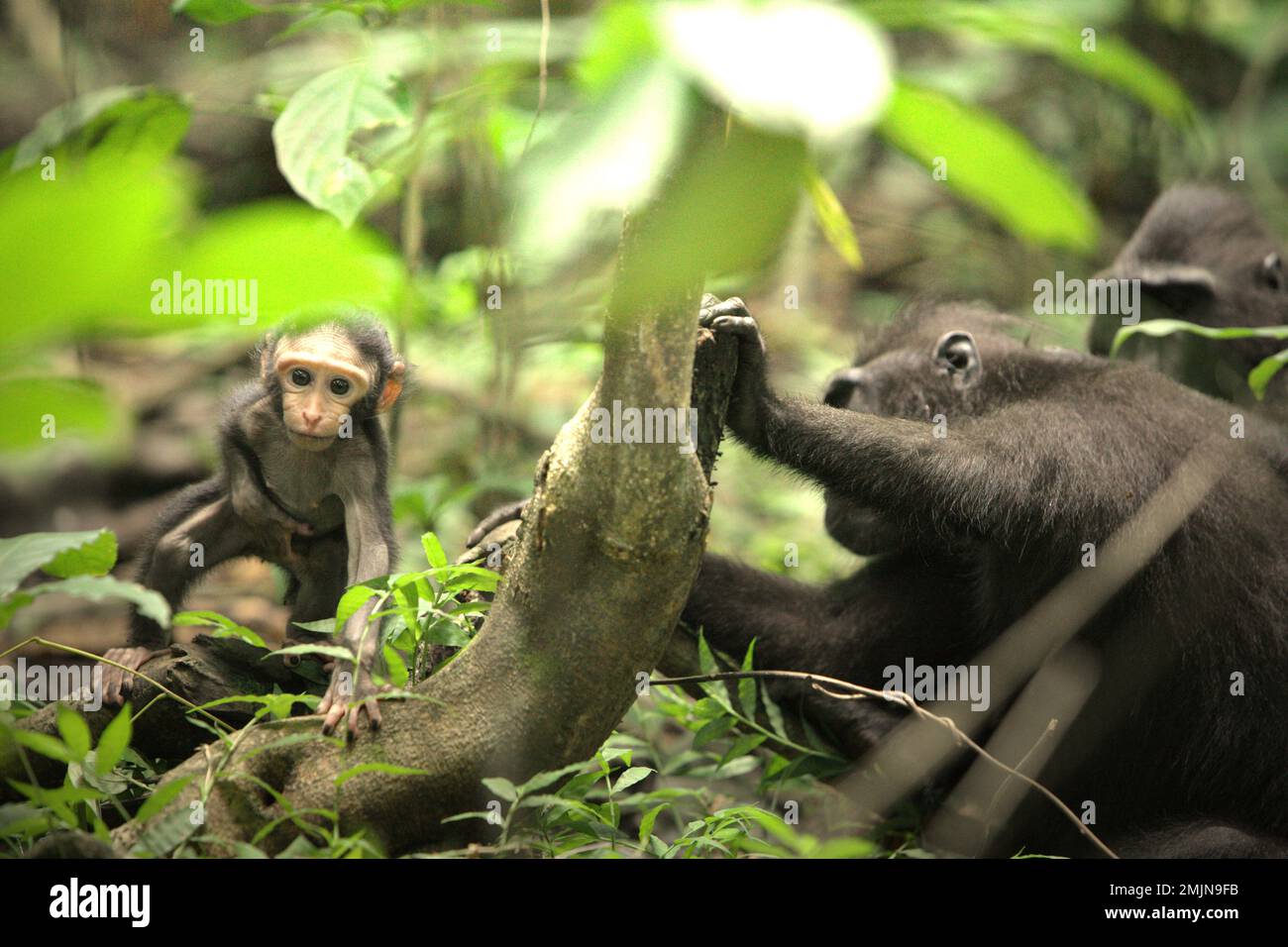 Un curieux nourrisson de macaque à craché noir de Sulawesi (Macaca nigra) s'éloigne de sa mère pendant la période de sevrage dans son habitat naturel, la forêt pluviale des plaines dans la réserve naturelle de Tangkoko, au nord de Sulawesi, en Indonésie. La période de sevrage d'un nourrisson macaque à crête—de 5 mois à 1 ans—est la première phase de vie où la mortalité infantile est la plus élevée. Les scientifiques primates du projet Macaca Nigra ont observé que 17 des 78 nourrissons (22%) ont disparu dans leur première année de vie. Huit de ces 17 corps morts de nourrissons ont été trouvés avec de grandes plaies perforantes. » Pendant ce temps, le climat... Banque D'Images