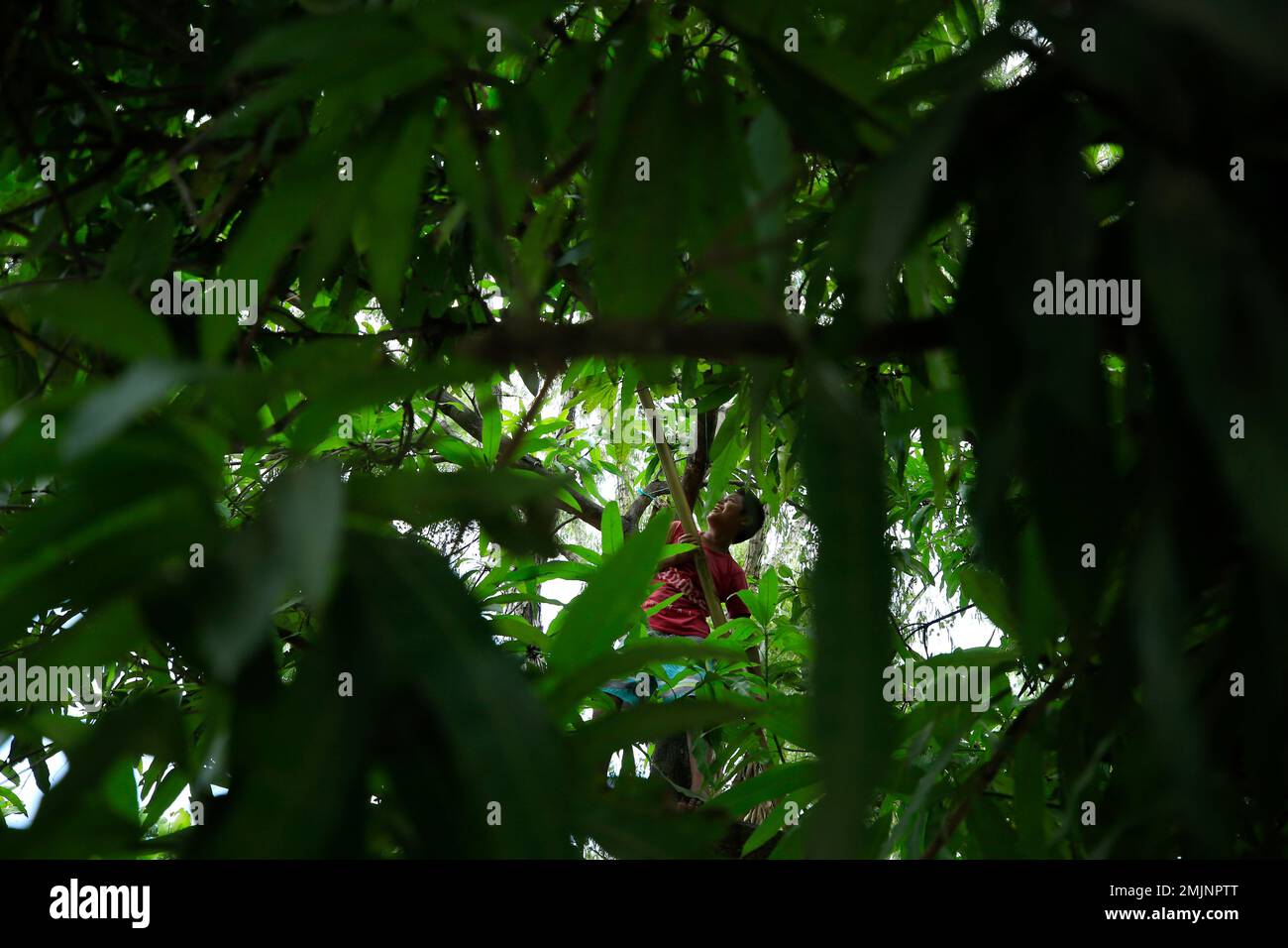 A 12-year-old Guatemalan boy who crosses the Suchiate River daily to work as an assistant to Mexican raft operators uses a raft pole to knock a mango off of a tree to eat, in Ciudad Hidalgo, Mexico, Monday, June 17, 2019. Along the Suchiate, merchants and politicians expressed concern that the immigration crackdown could impact the commerce on which communities on both sides of the border depend. (AP Photo/Rebecca Blackwell) Banque D'Images