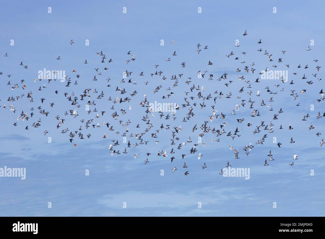 grand nombre de pigeons de base volant contre le ciel bleu clair Banque D'Images