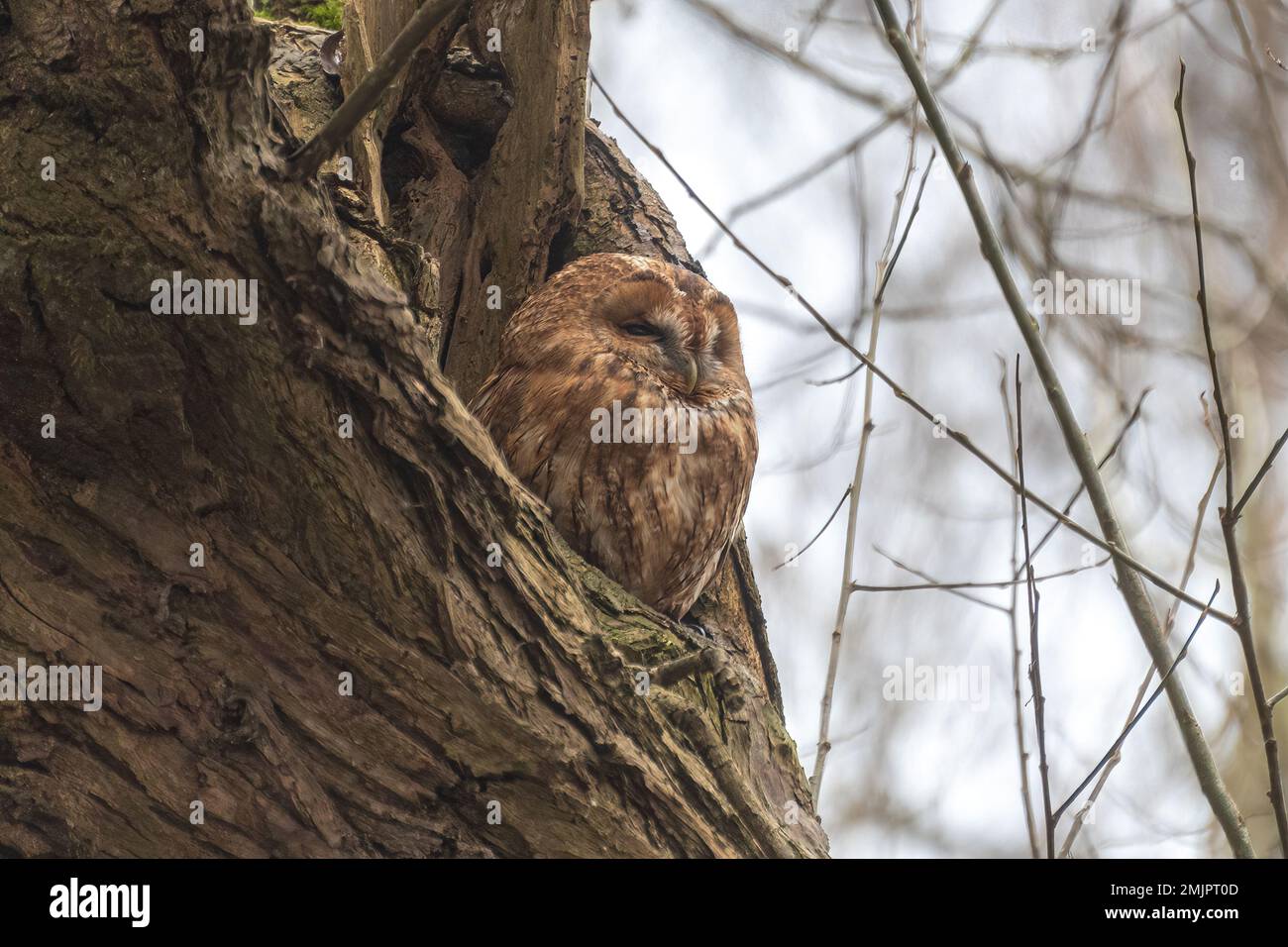 La chouette de Tawny (Strix aluco) perchée dans un vieux trou de saule par une journée d'hiver, Berkshire, Angleterre, Royaume-Uni Banque D'Images