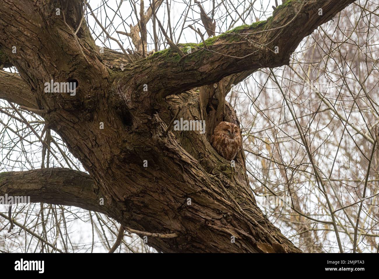 La chouette de Tawny (Strix aluco) perchée dans un vieux trou de saule par une journée d'hiver, Berkshire, Angleterre, Royaume-Uni Banque D'Images