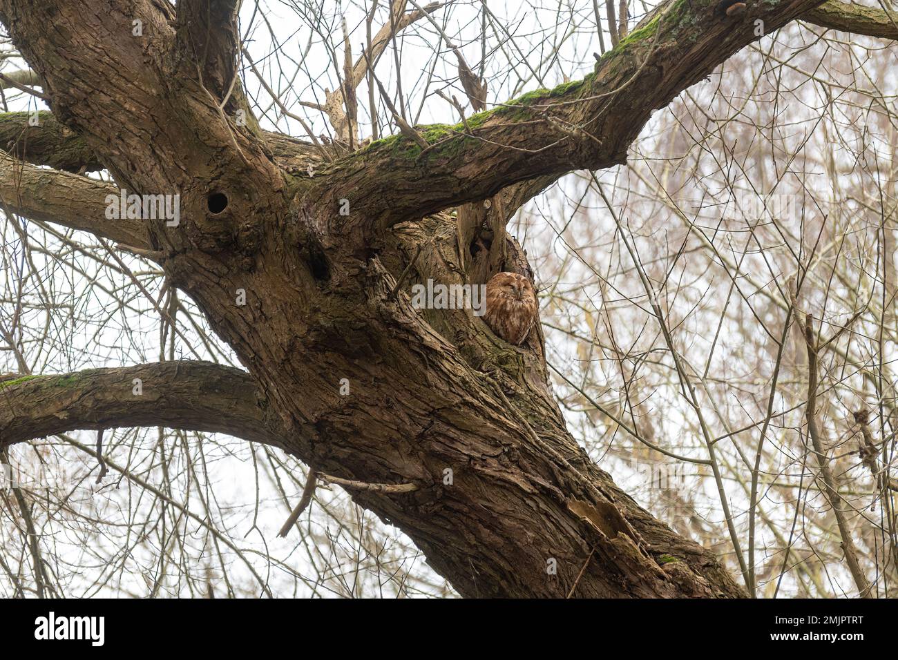 La chouette de Tawny (Strix aluco) perchée dans un vieux trou de saule par une journée d'hiver, Berkshire, Angleterre, Royaume-Uni Banque D'Images