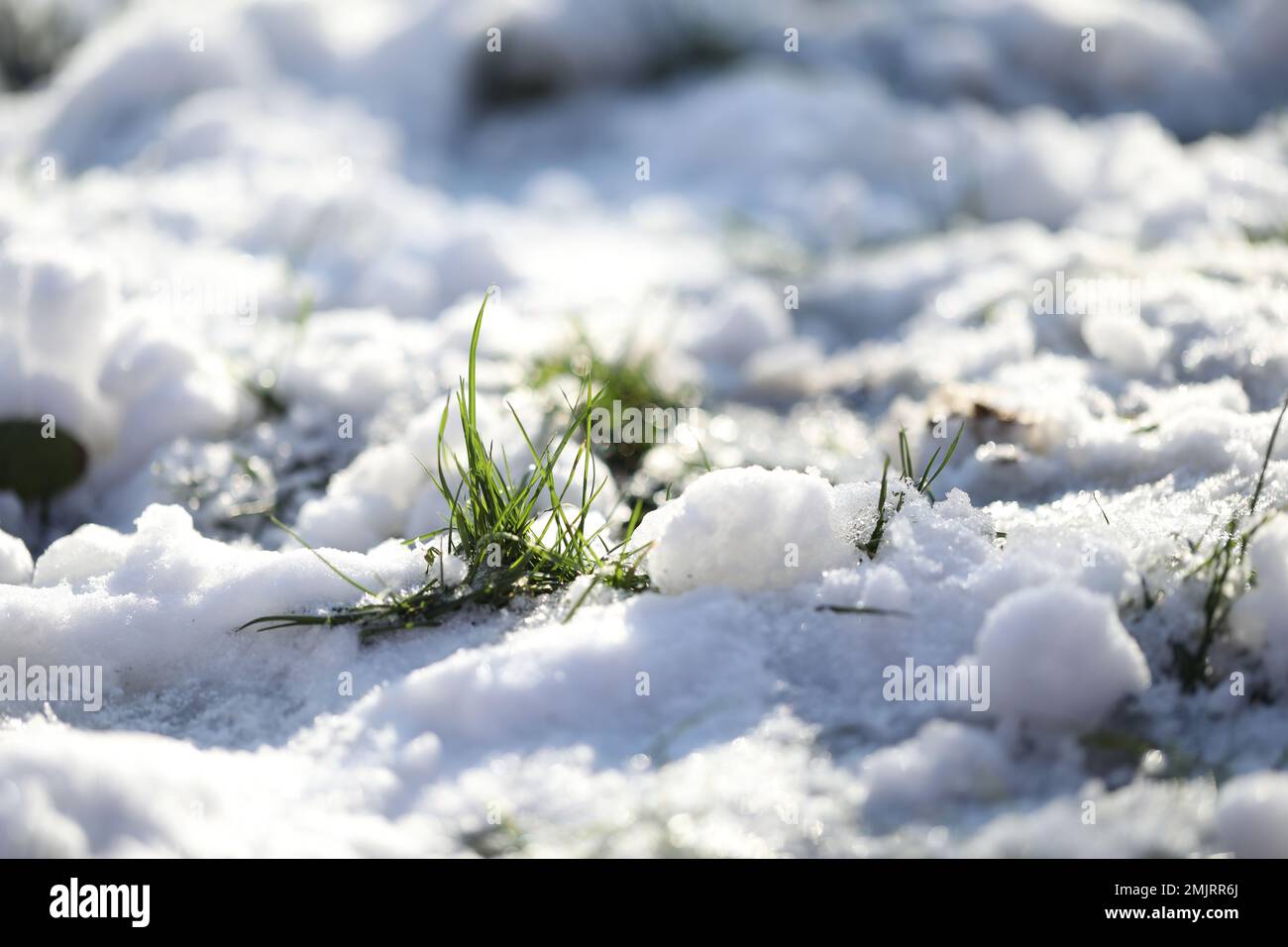 première herbe de printemps avec couverture de neige Banque D'Images