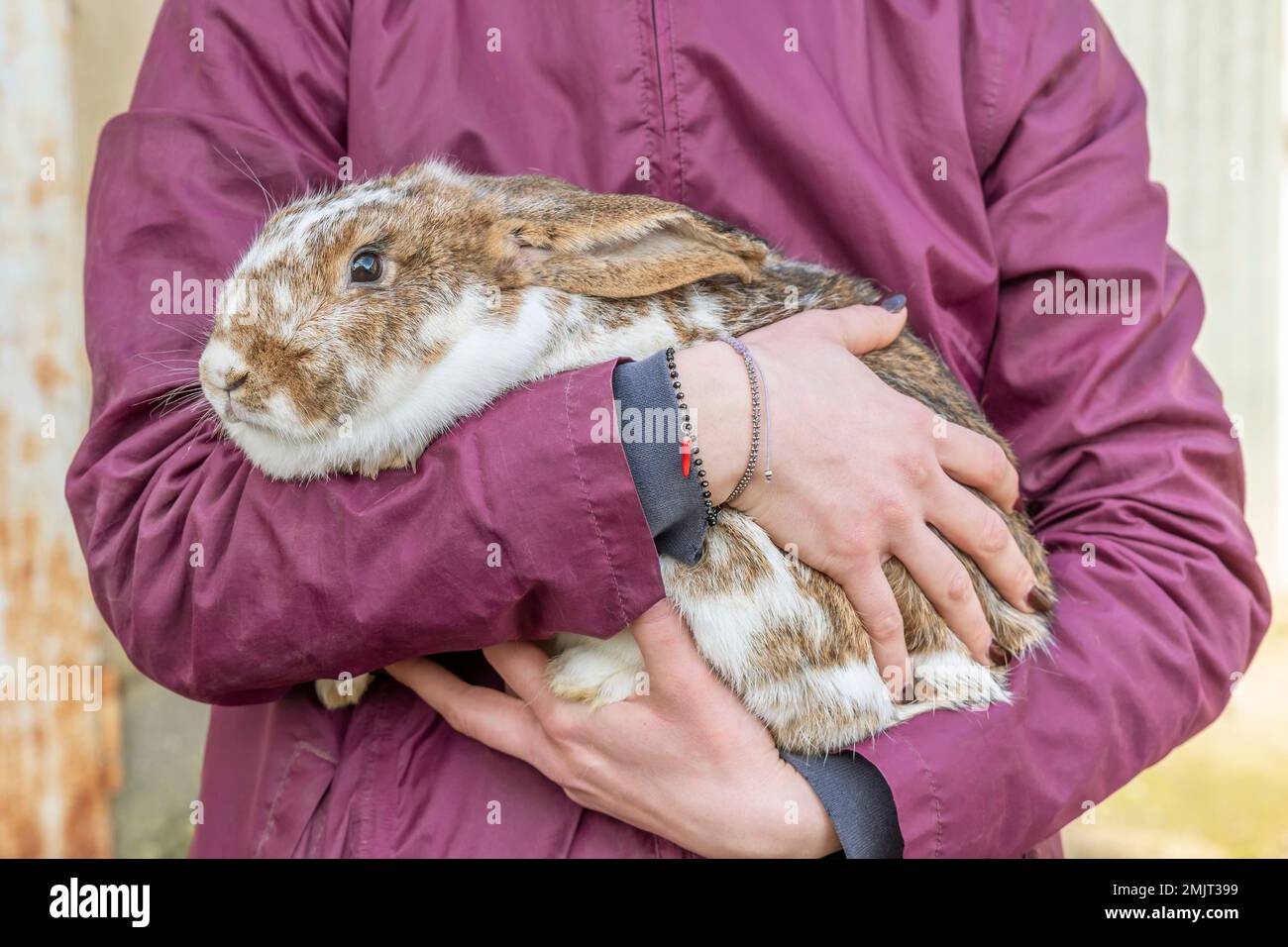 Une femme dans une veste fuchsia tient un grand lapin avec des fourrures blanches et rouges dans ses bras Banque D'Images