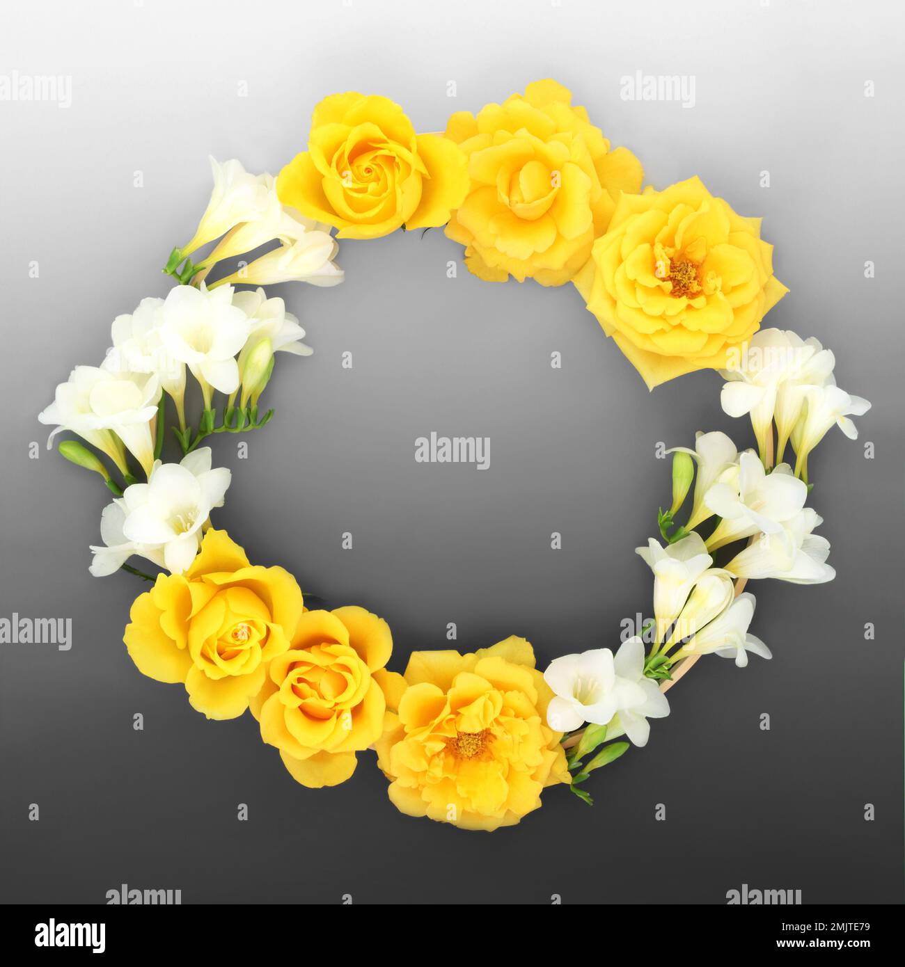 Couronne de fleurs de rose et de freesia. Composition florale créative cadre rond naturel sur fond gris dégradé. Banque D'Images Couronne de fleurs de rose et de freesia. Composition florale créative cadre rond naturel sur fond gris dégradé. Banque D'Images
