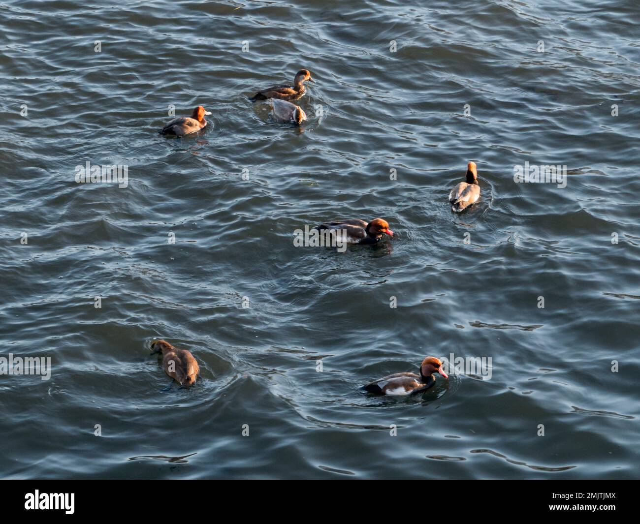 Troupeau de pommerdes rouges à crête ou de Netta rufina. Peu de gros canard de plongée à l'eau. Banque D'Images