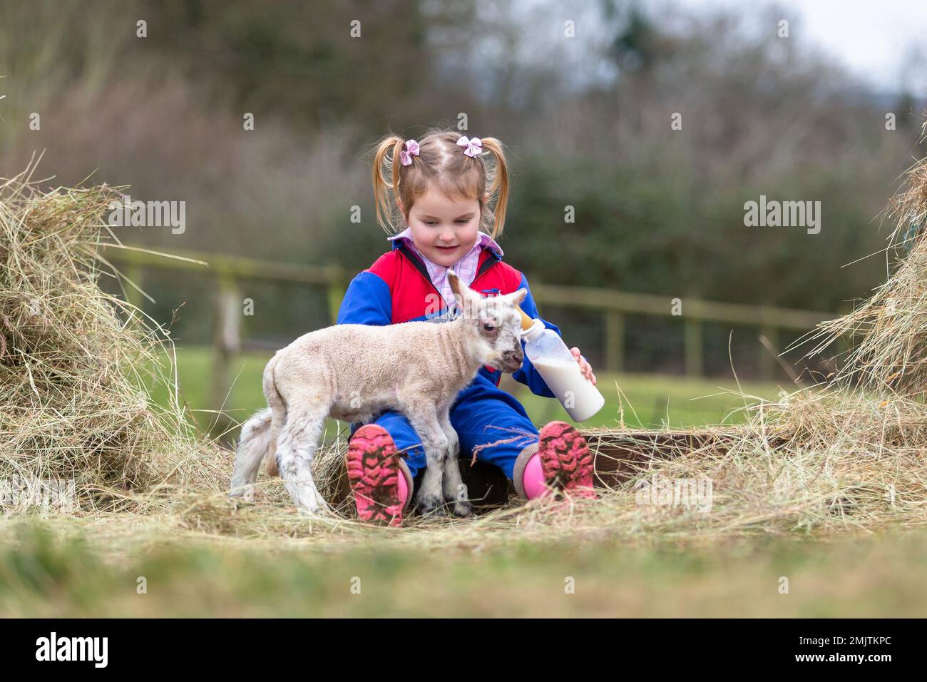 Arley, Worcestershire, Royaume-Uni. 28th janvier 2023. Myla Mills, 3 ans, tente un agneau de deux jours avec du lait dans la ferme familiale d'Arley, dans le Worcestershire. Les agneaux précoces sont produits lorsque le bélier est libre de tacher les brebis au cours de l'hiver. Crédit : Peter Lophan/Alay Live News Banque D'Images