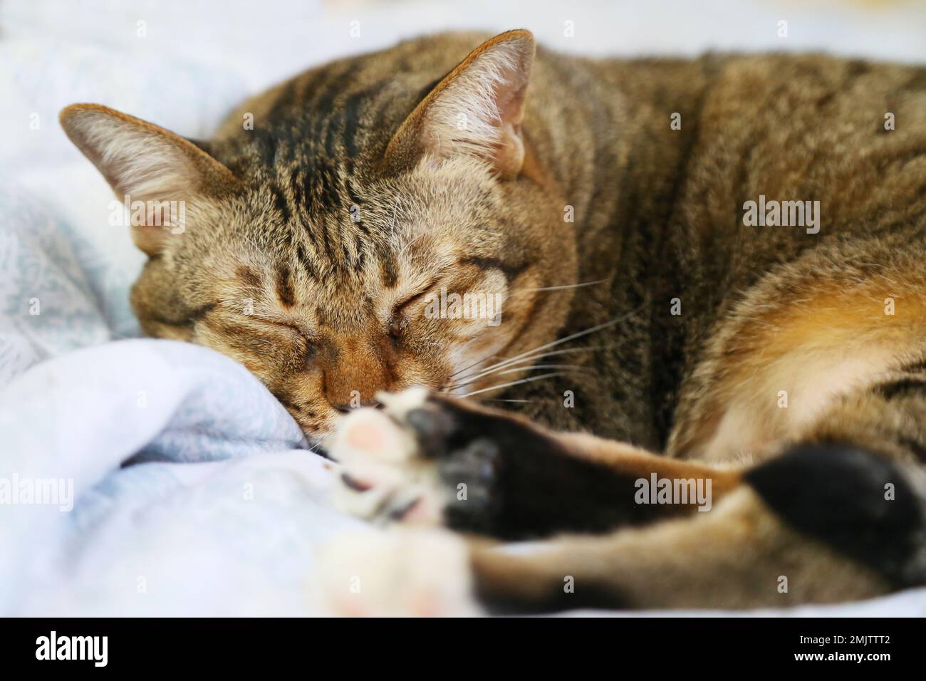 Chat paresseux dormant sur le lit. Banque D'Images