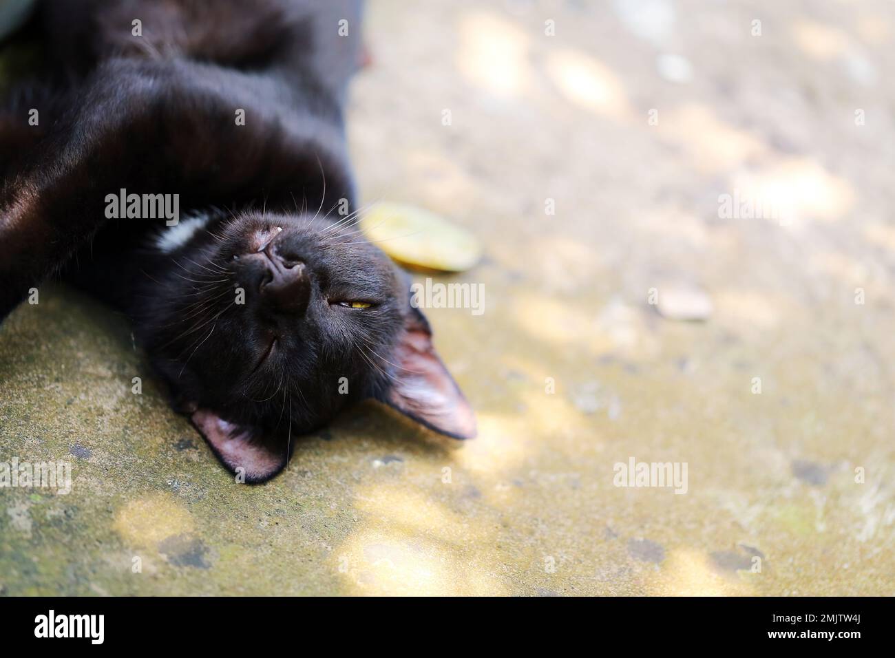 Chat noir couché à l'envers sur le sol. Chaton dormant Banque D'Images