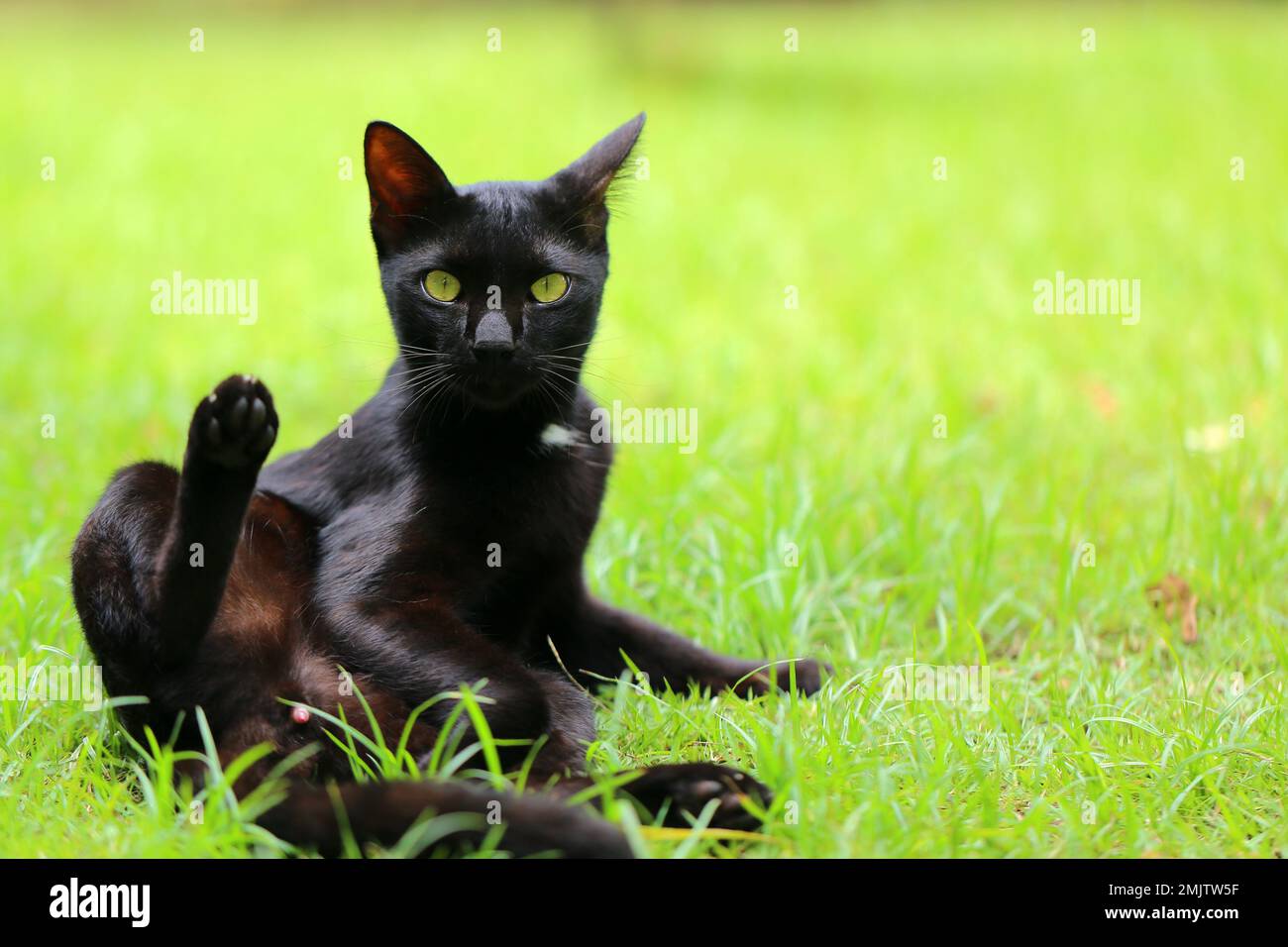 Le chat noir se nettoie dans une position étrange dans le champ d'herbe. portrait de chaton. Banque D'Images