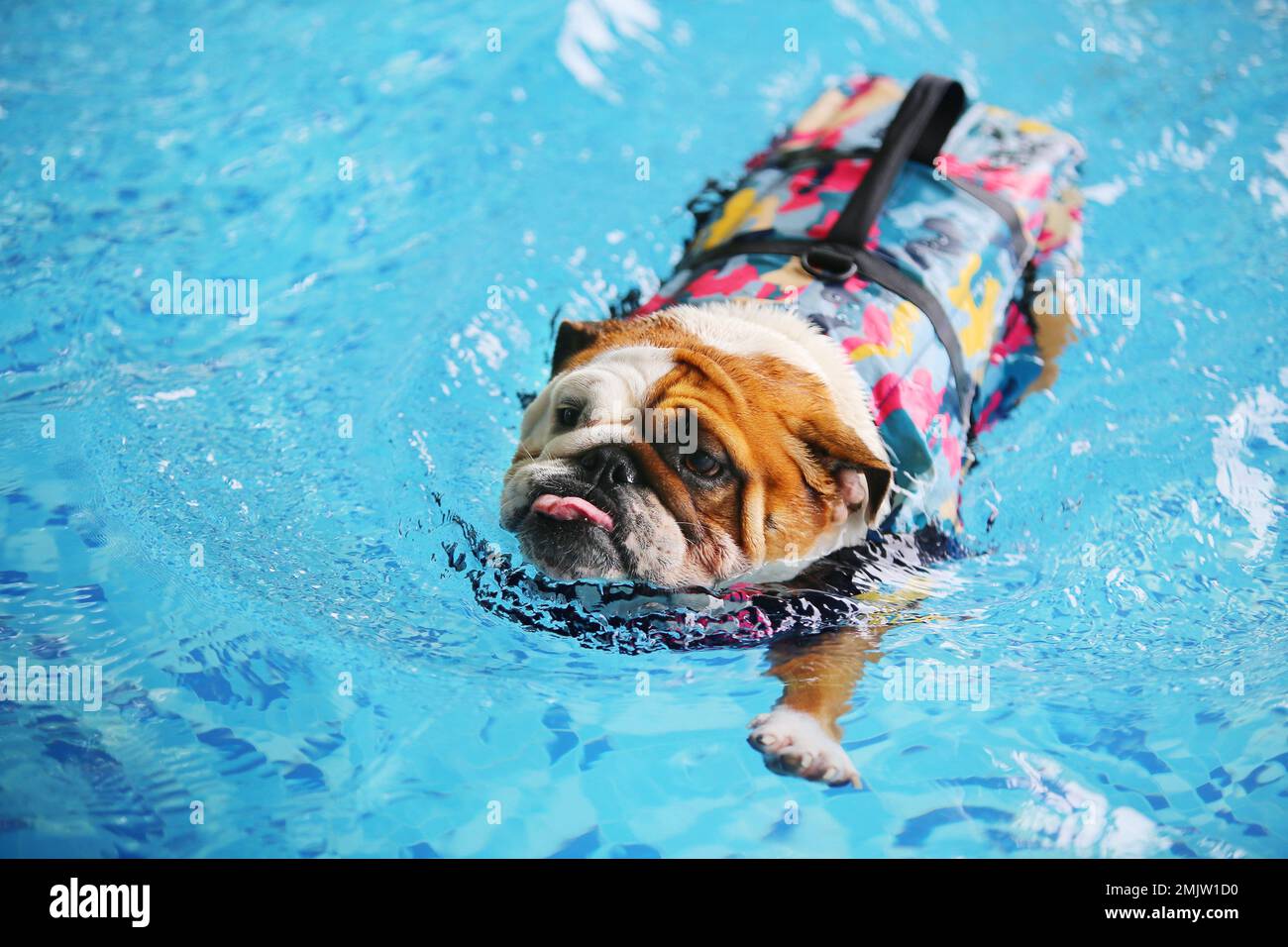 Bulldog anglais portant un gilet de sauvetage et nageant dans la piscine.  Natation pour chiens Photo Stock - Alamy