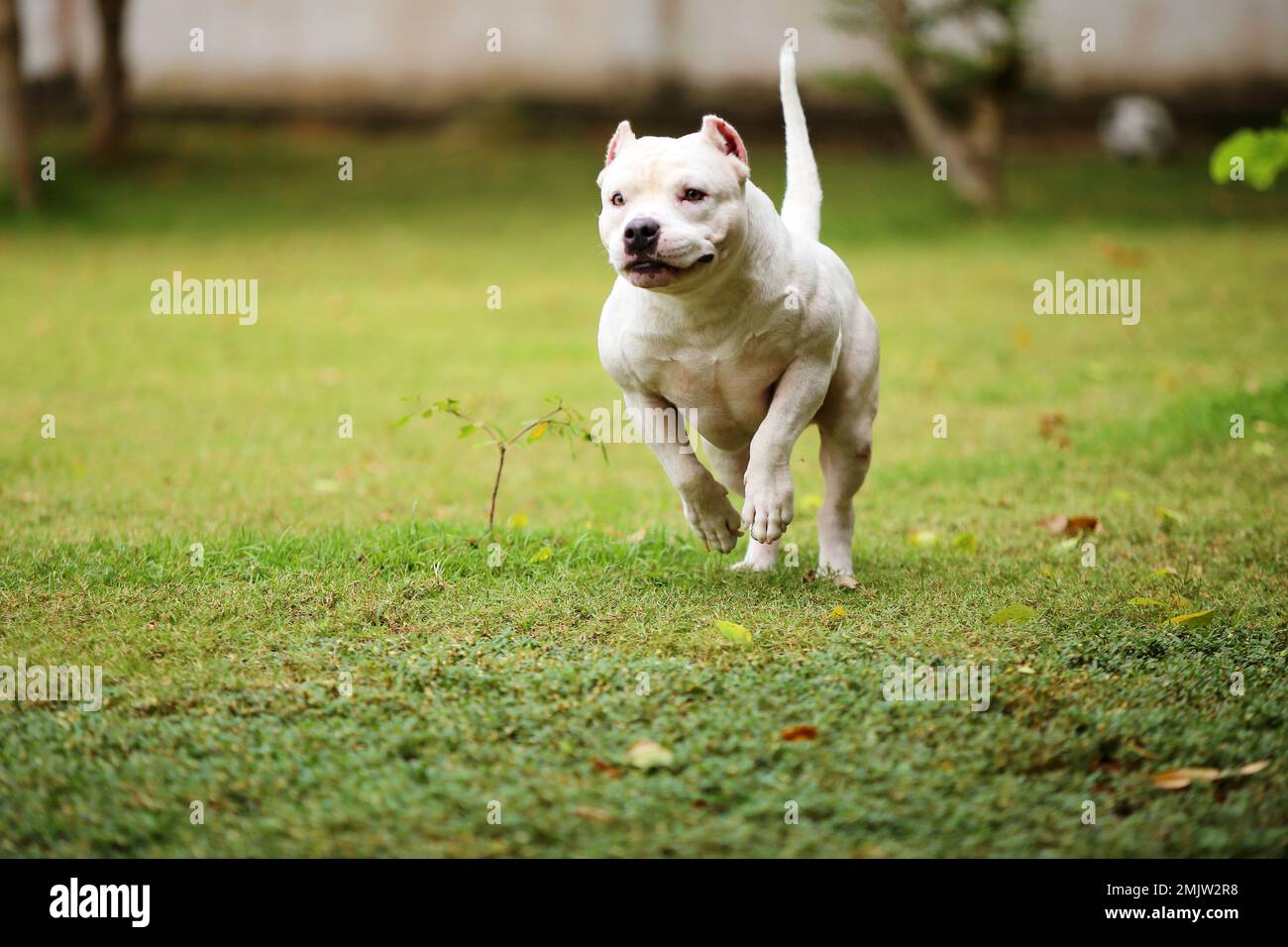 American Pitbull Terrier courant dans le parc. Chien de muscle libéré dans le champ d'herbe. Banque D'Images
