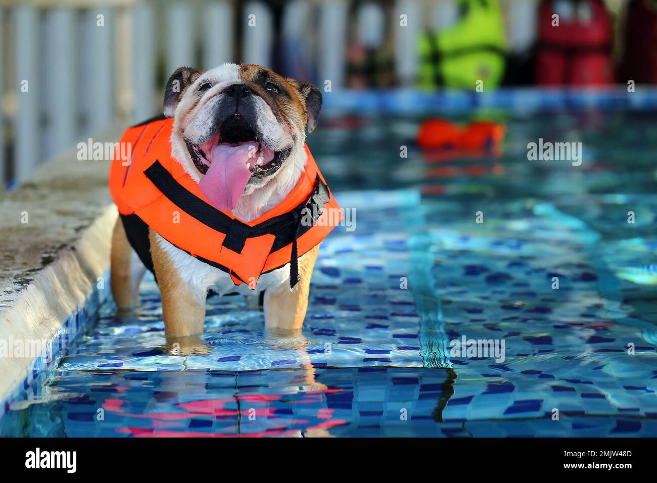 Bulldog anglais portant un gilet de sauvetage dans la piscine. Natation  pour chiens. Chien souriant Photo Stock - Alamy