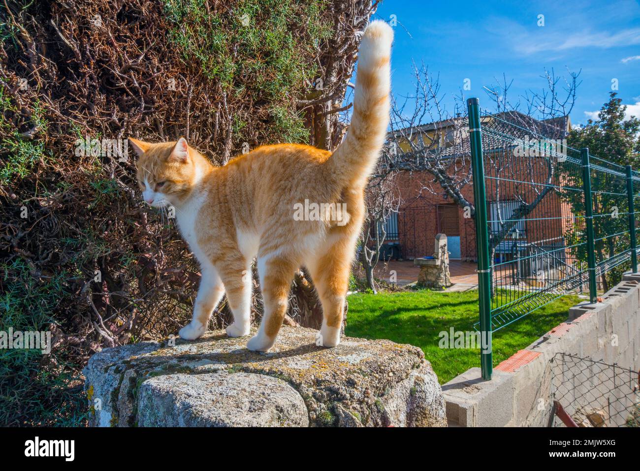 Tabby et blanc. Banque D'Images