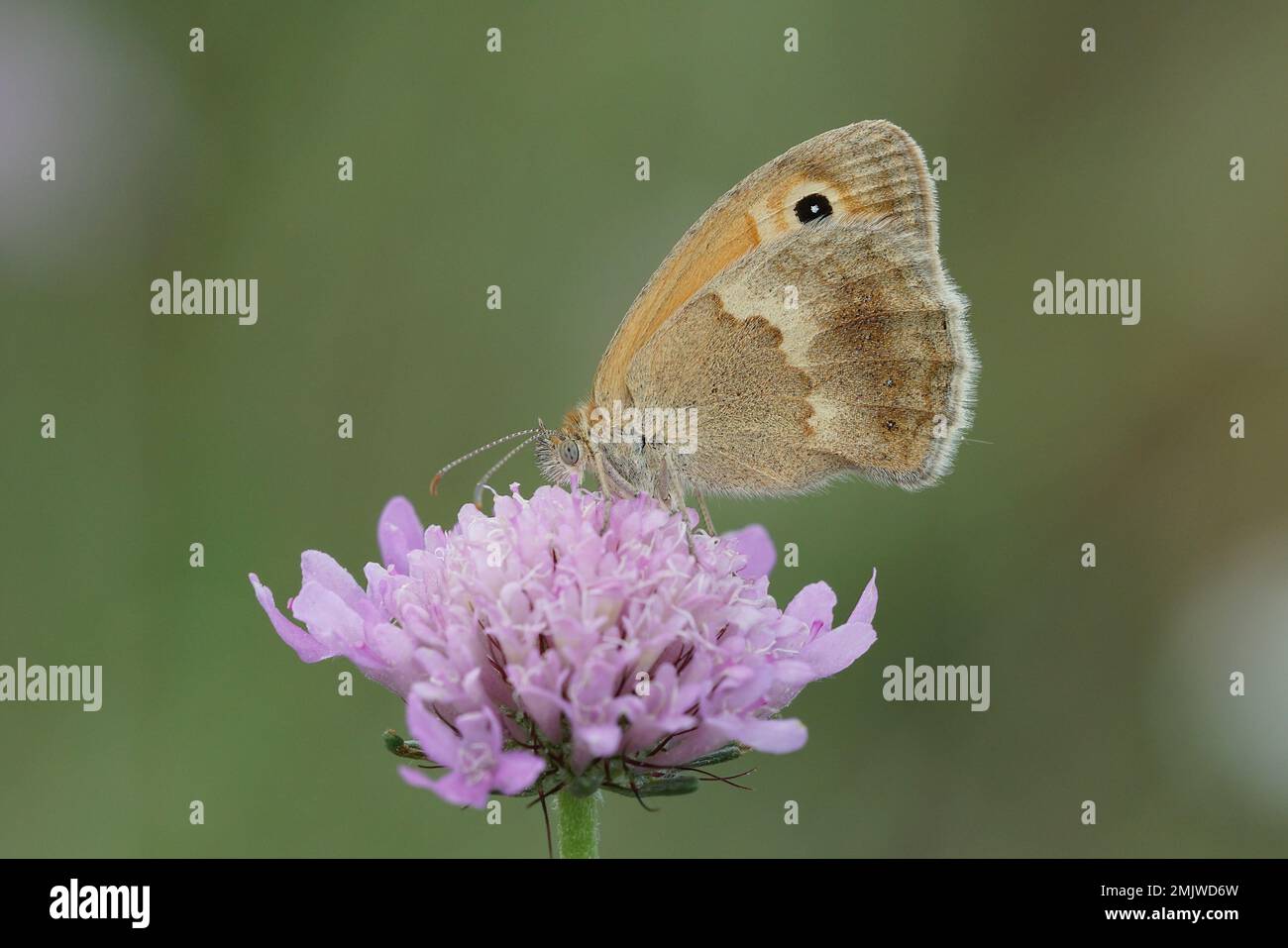Gros plan naturel de la petite Heath, papillon de Coenonympha pamphilus, assis avec des ailes proches sur une fleur pourpre scabieuse Banque D'Images