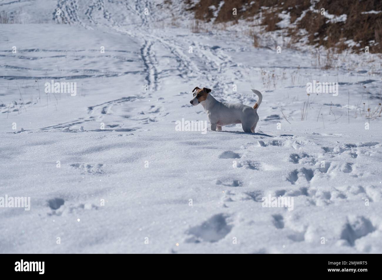 Chien de Jack Russell Terrier qui traverse des déneigements. Banque D'Images Chien de Jack Russell Terrier qui traverse des déneigements. Banque D'Images