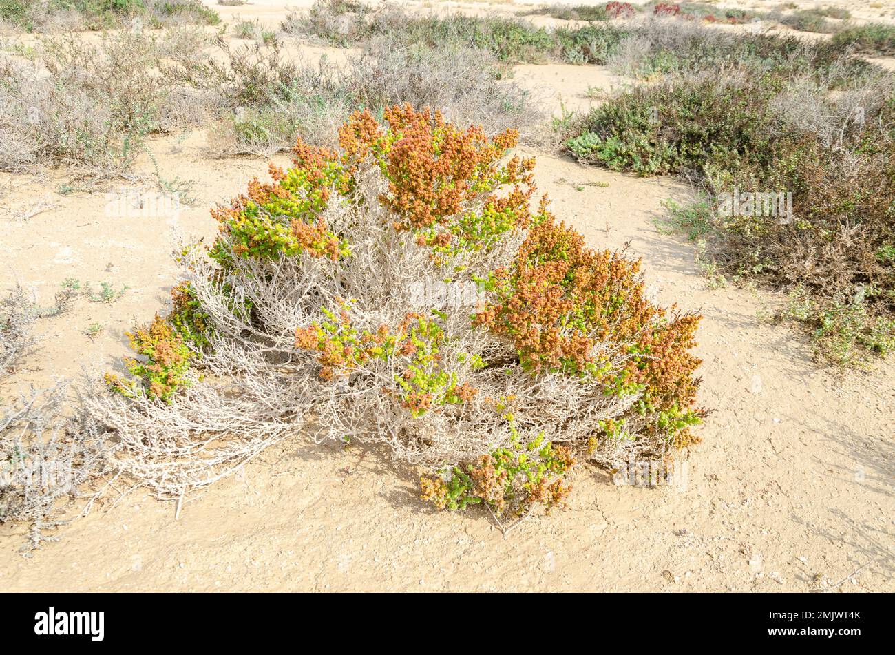 Arbuste dans le désert connu sous le nom de Khurreyz ou Khurreyza trouvé au Qatar Banque D'Images