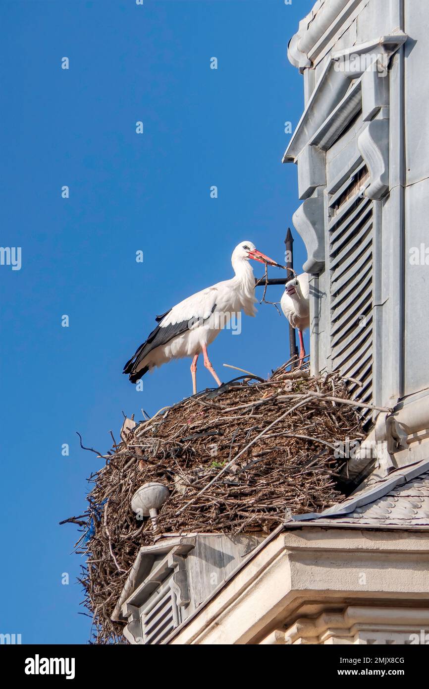 Une cigogne dans un nid fait de branches sur le toit d'un bâtiment Banque D'Images