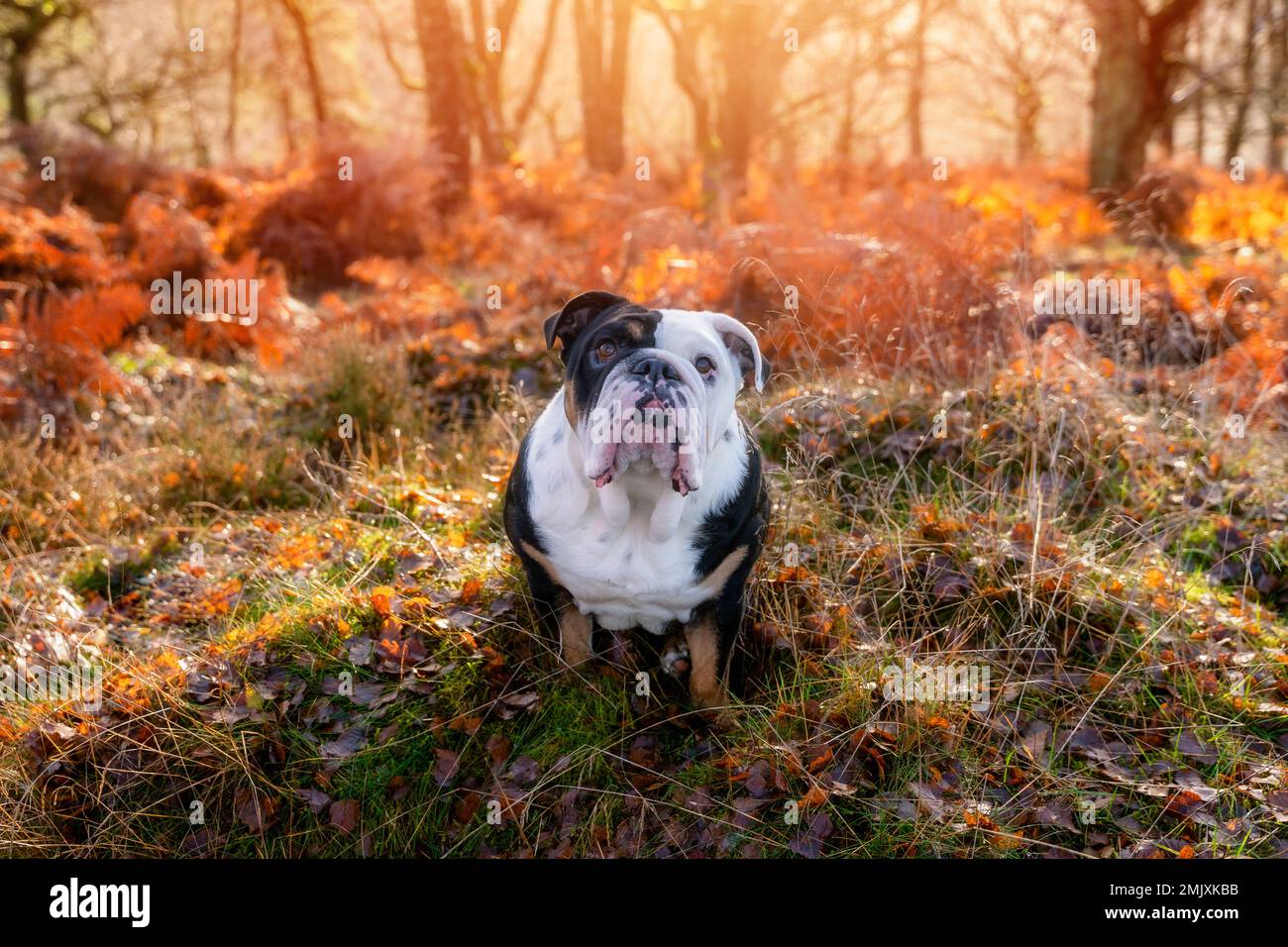 Tricolore noir drôle Anglais Britannique Bulldog chien dehors pour une promenade regardant dans l'herbe dans la forêt le jour ensoleillé d'automne au coucher du soleil Banque D'Images