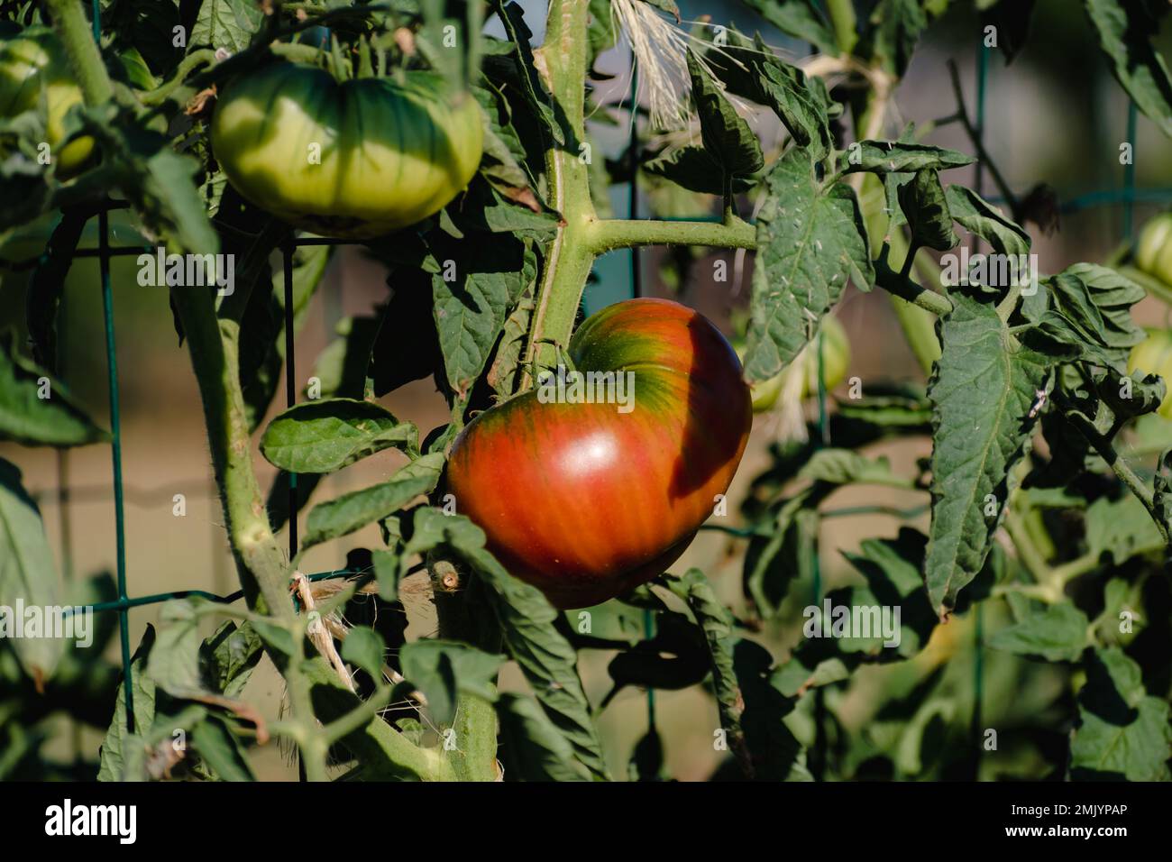 Tomates coeur de boeuf dans un jardin écologique avec paillage et lien biodégradable, Solanum lycopersicum, cuor di bue Banque D'Images