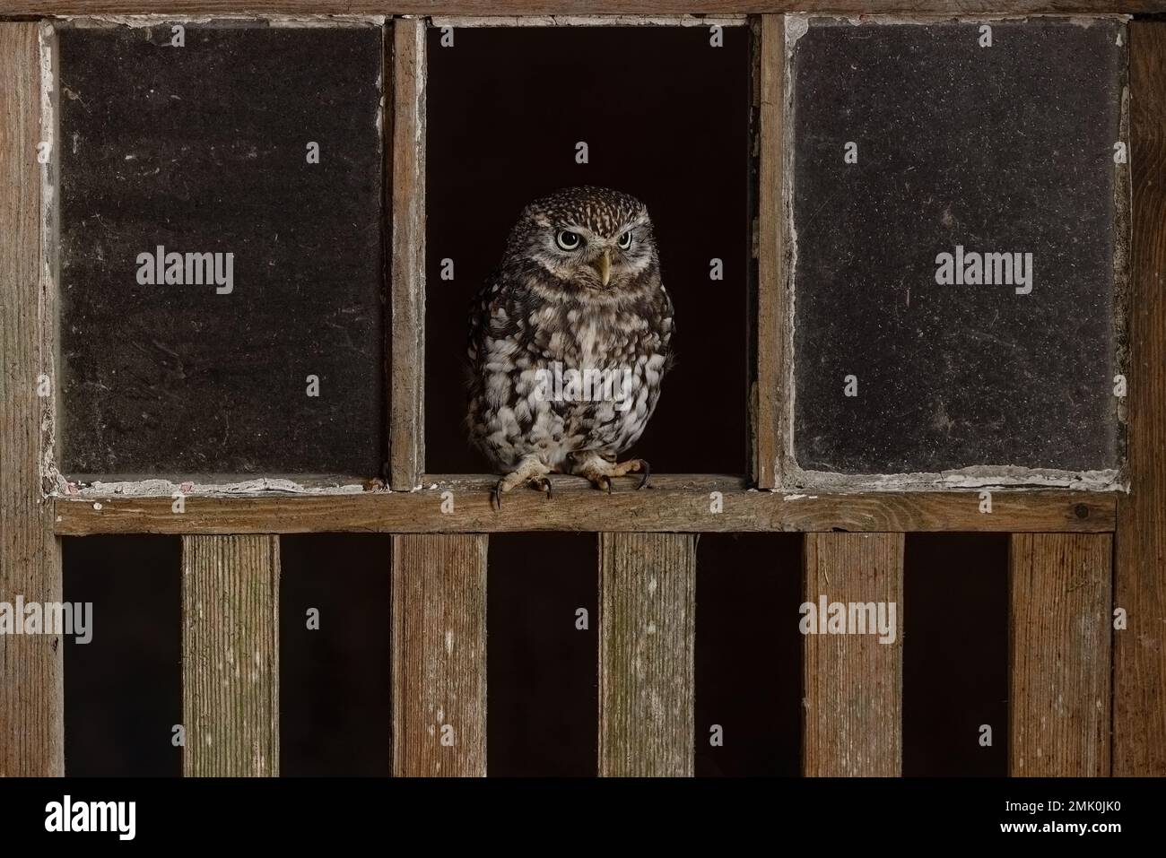 Little Owl, faune au Royaume-Uni. Un petit hibou regardant la caméra. Oiseau de proie camouflé Banque D'Images