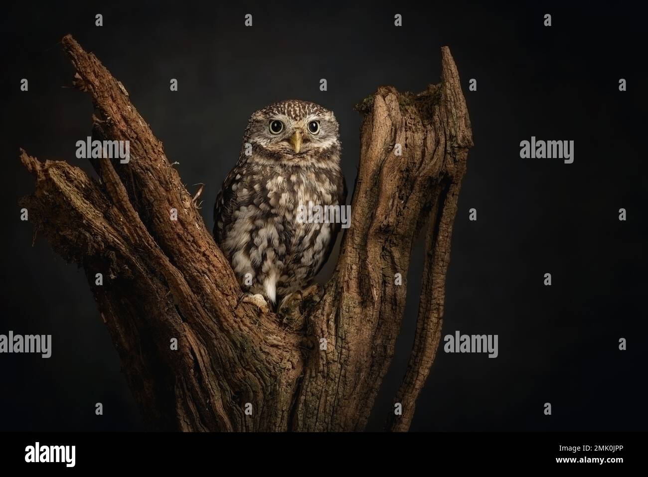 Little Owl, faune au Royaume-Uni. Un petit hibou regardant la caméra. Oiseau de proie camouflé Banque D'Images