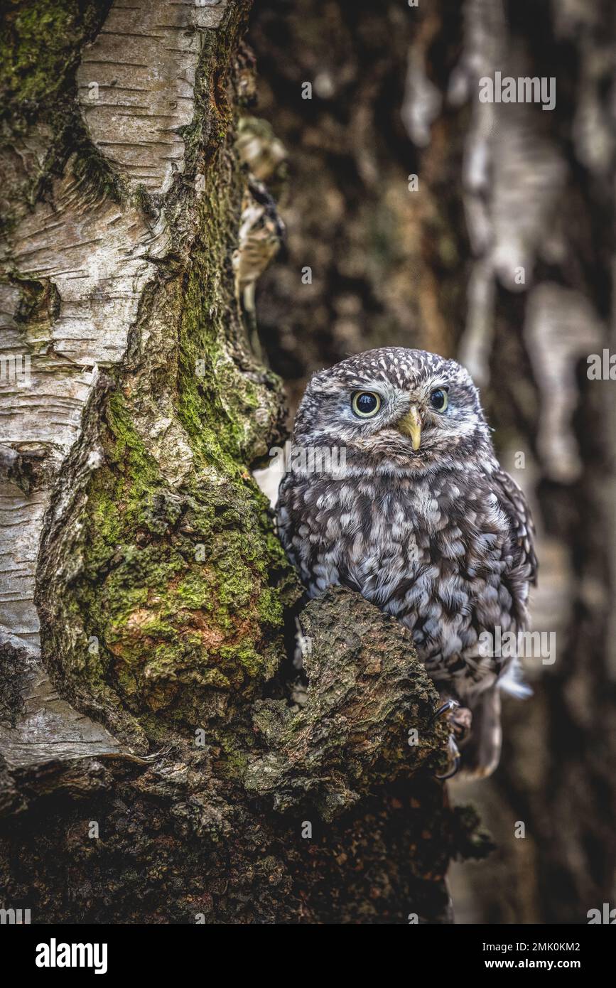 Little Owl, faune au Royaume-Uni. Un petit hibou regardant la caméra. Oiseau de proie camouflé Banque D'Images